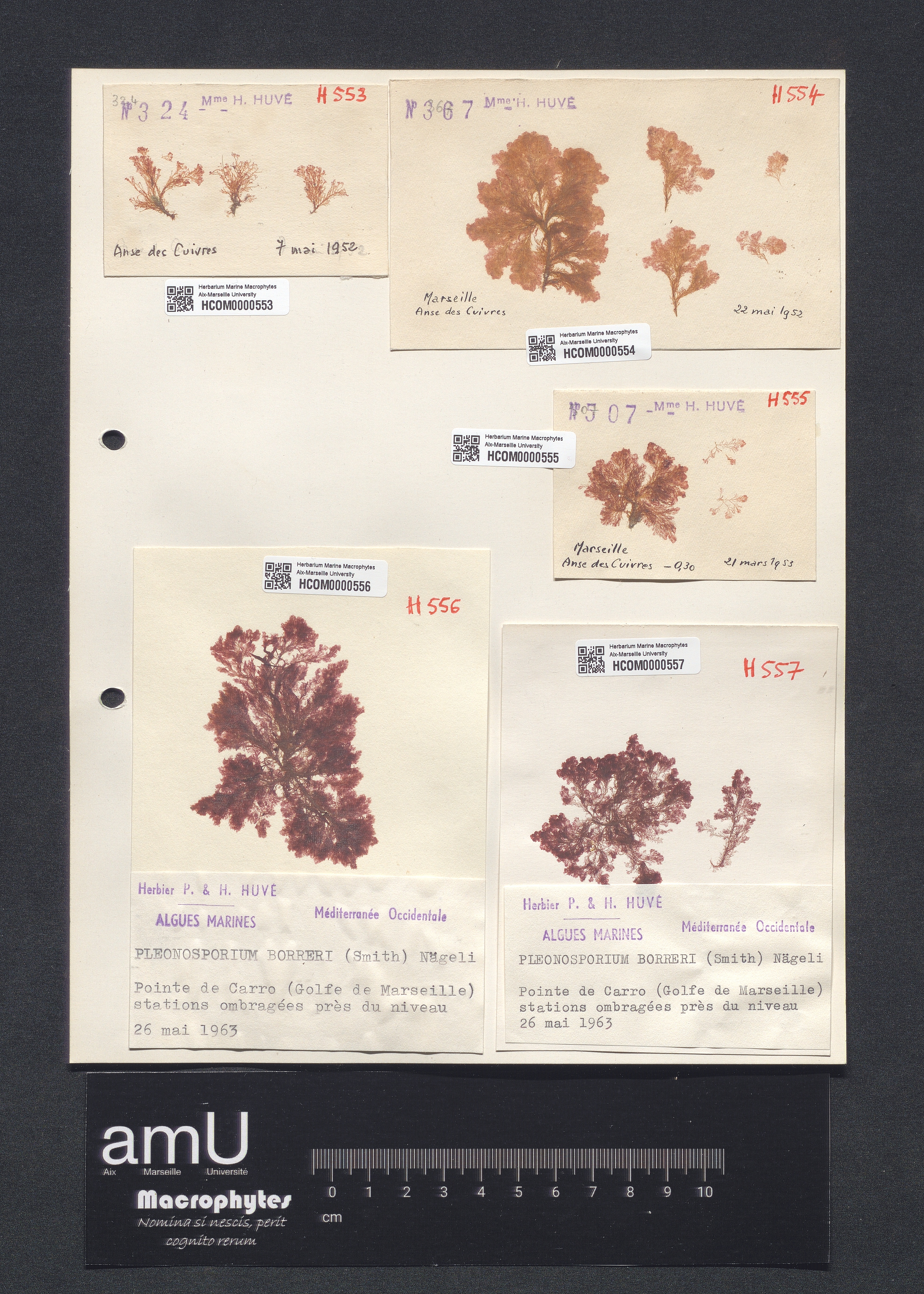 Pleonosporium borreri specimen