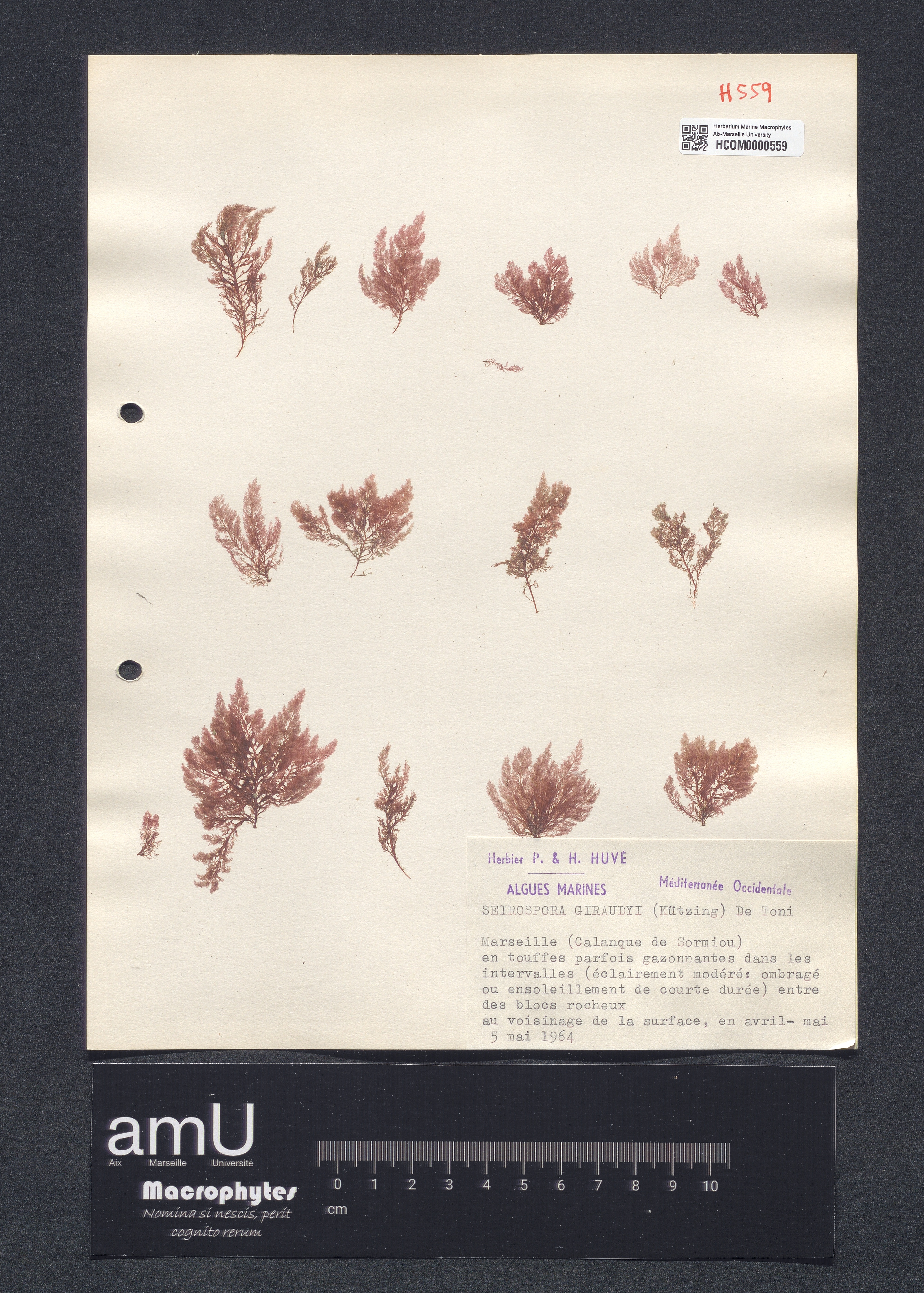 Seirospora giraudyi specimen