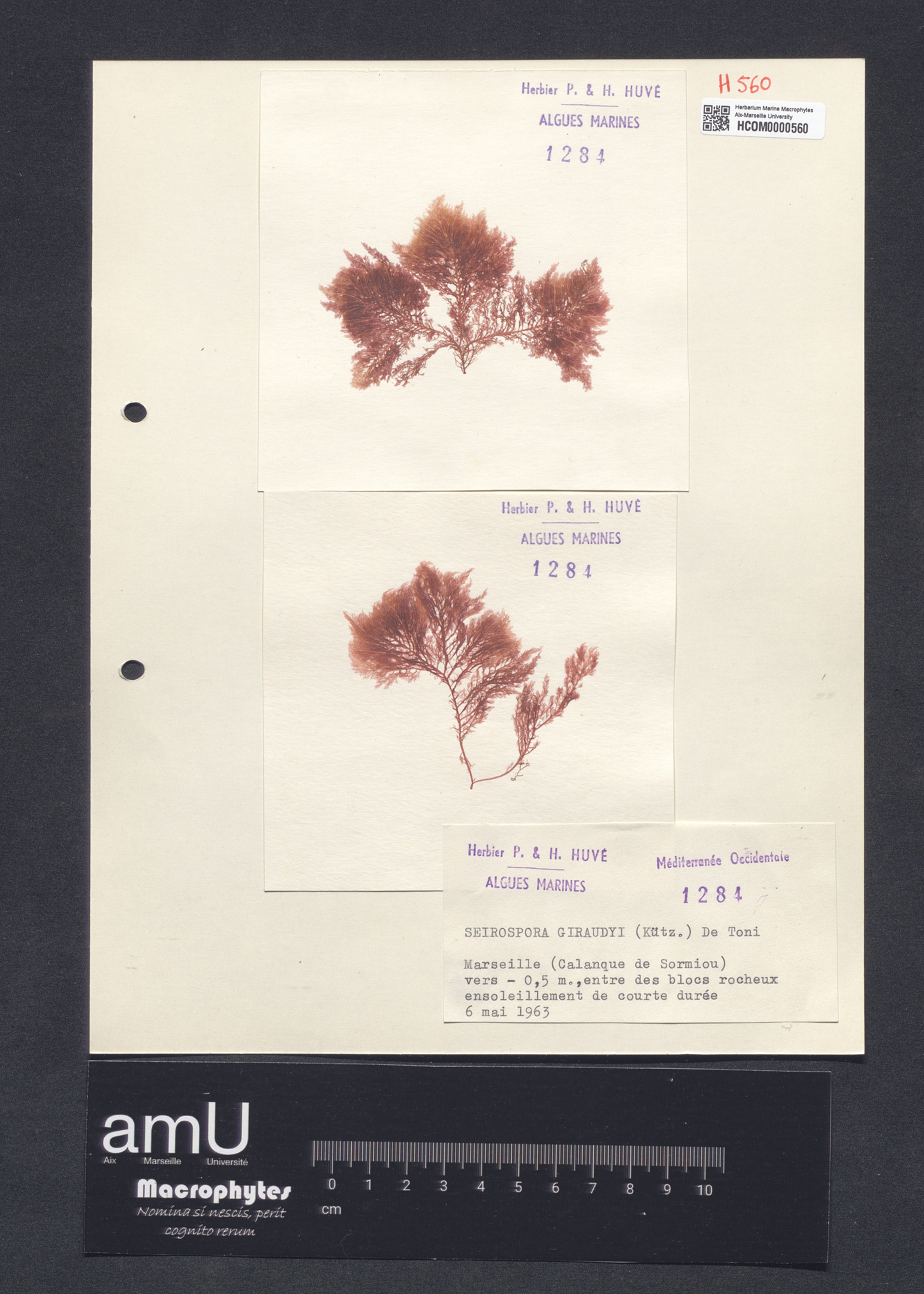 Seirospora giraudyi specimen