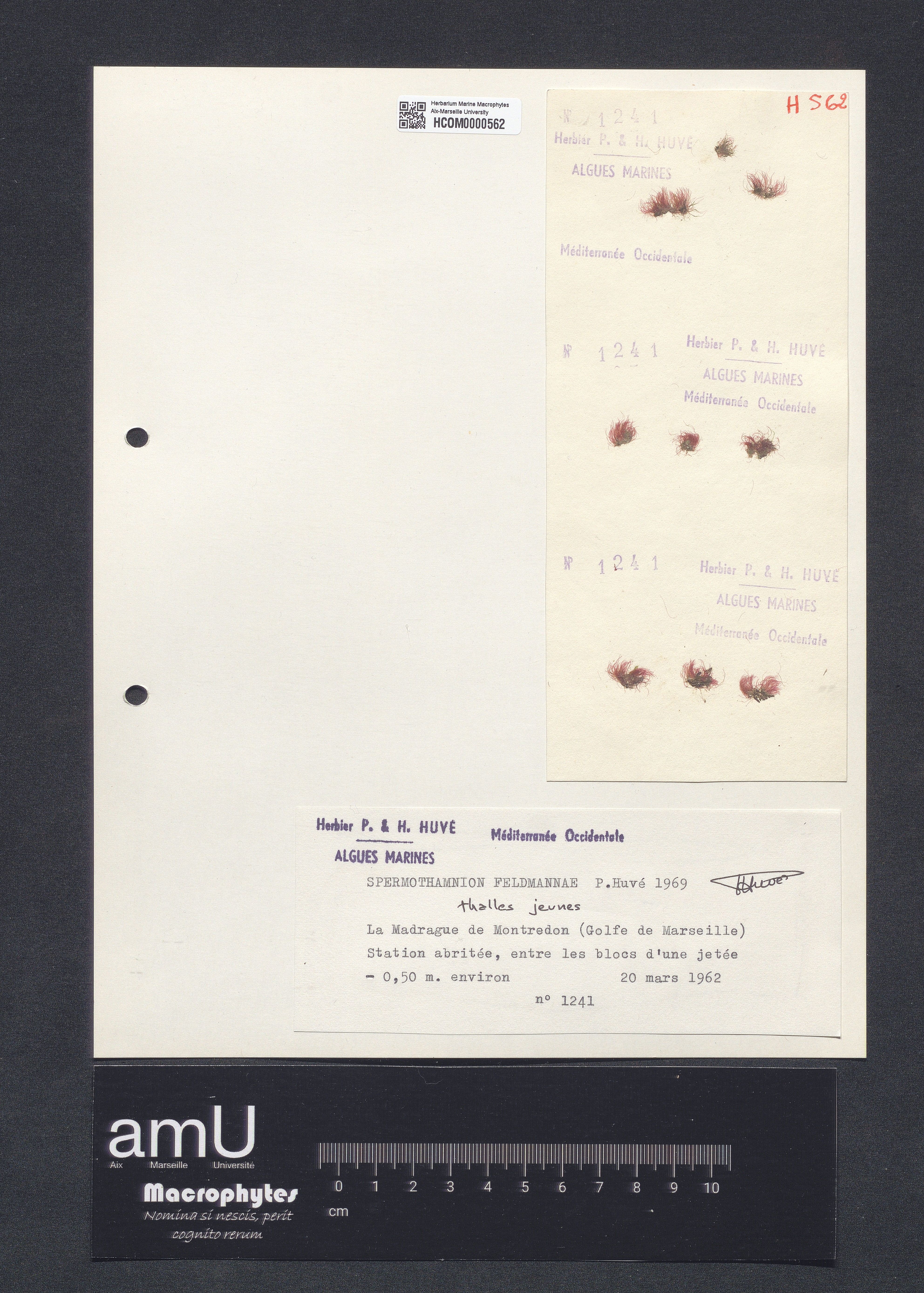 Spermothamnium feldmannae specimen