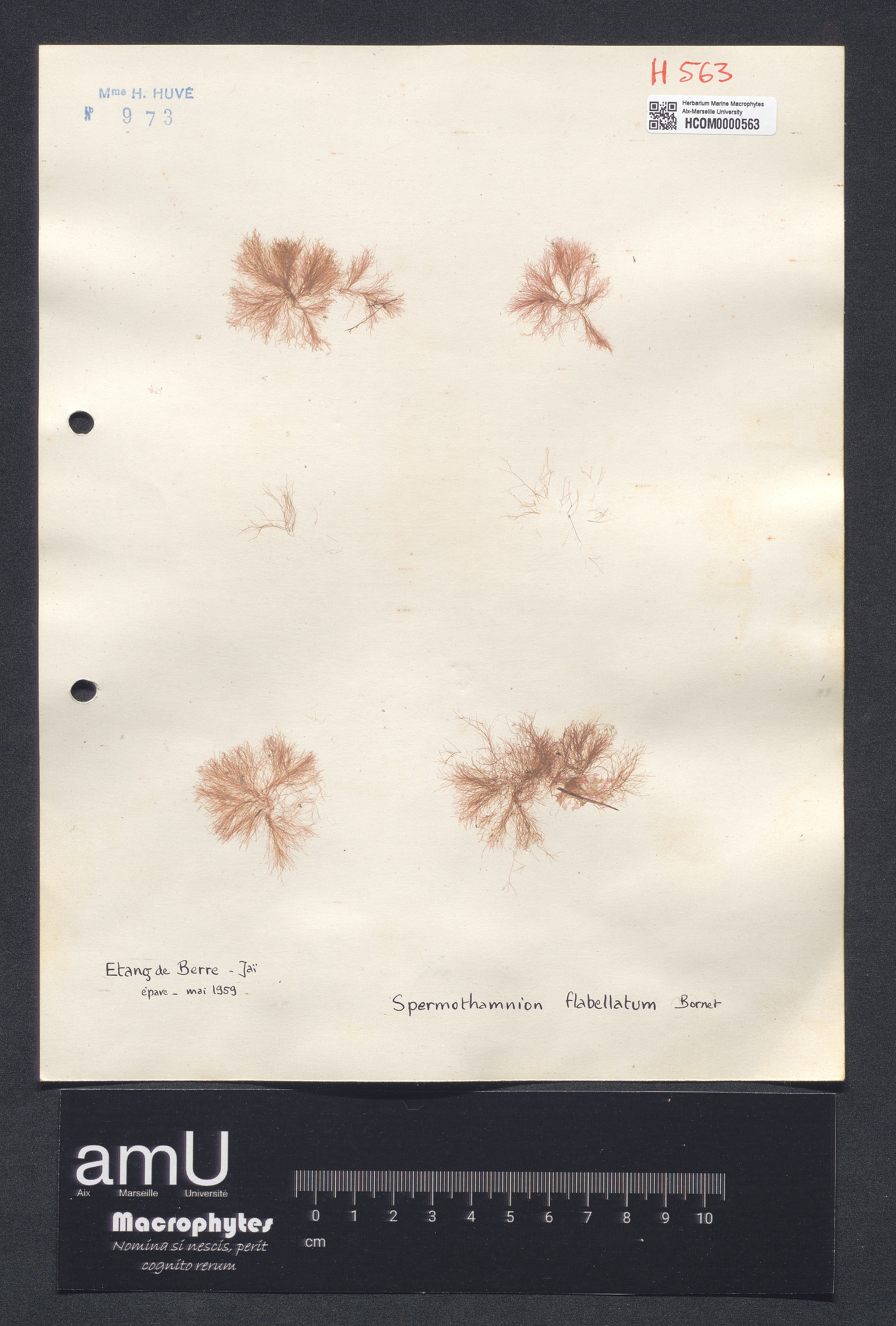 Spermothamnion flabellatum specimen