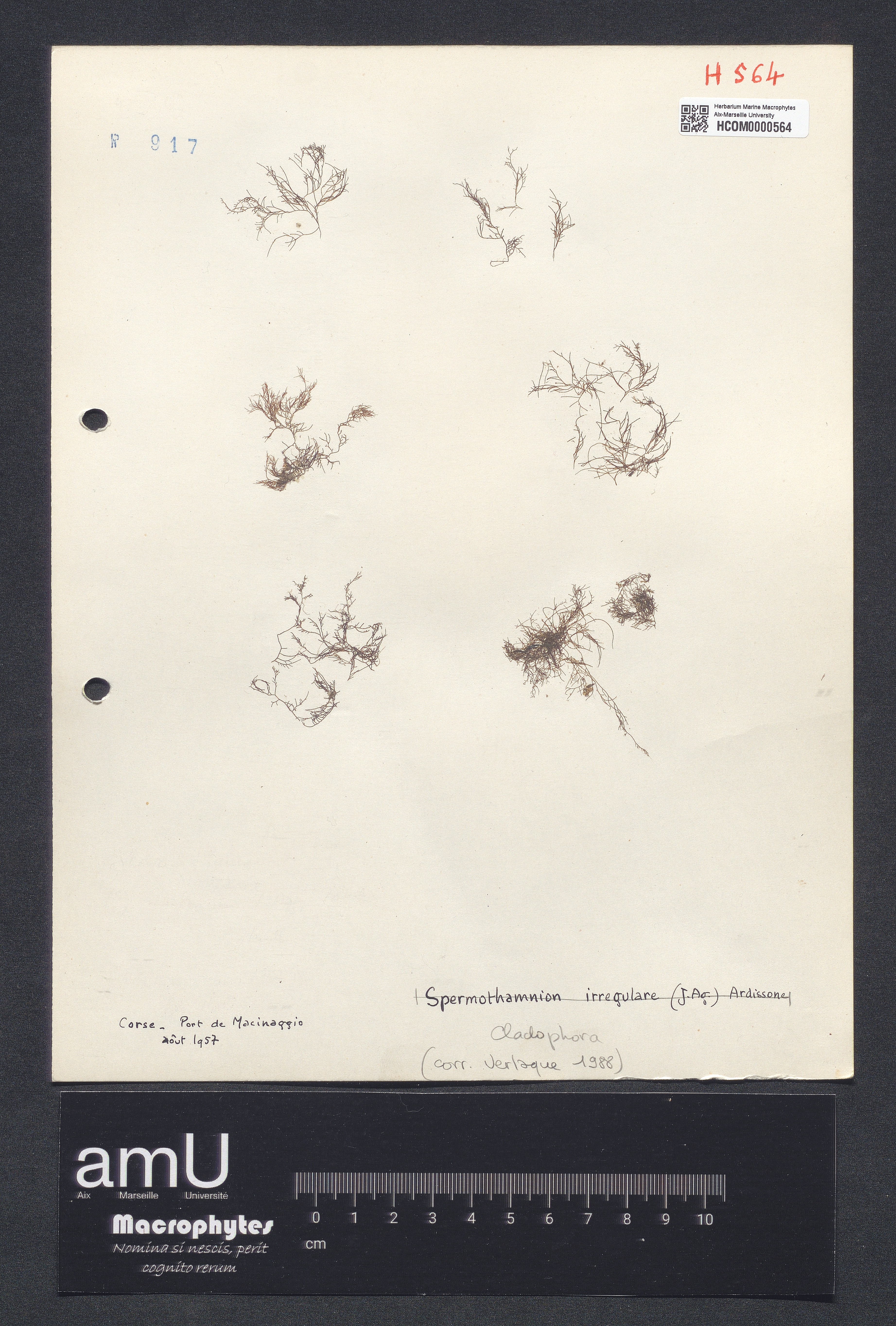Cladophora sp. specimen
