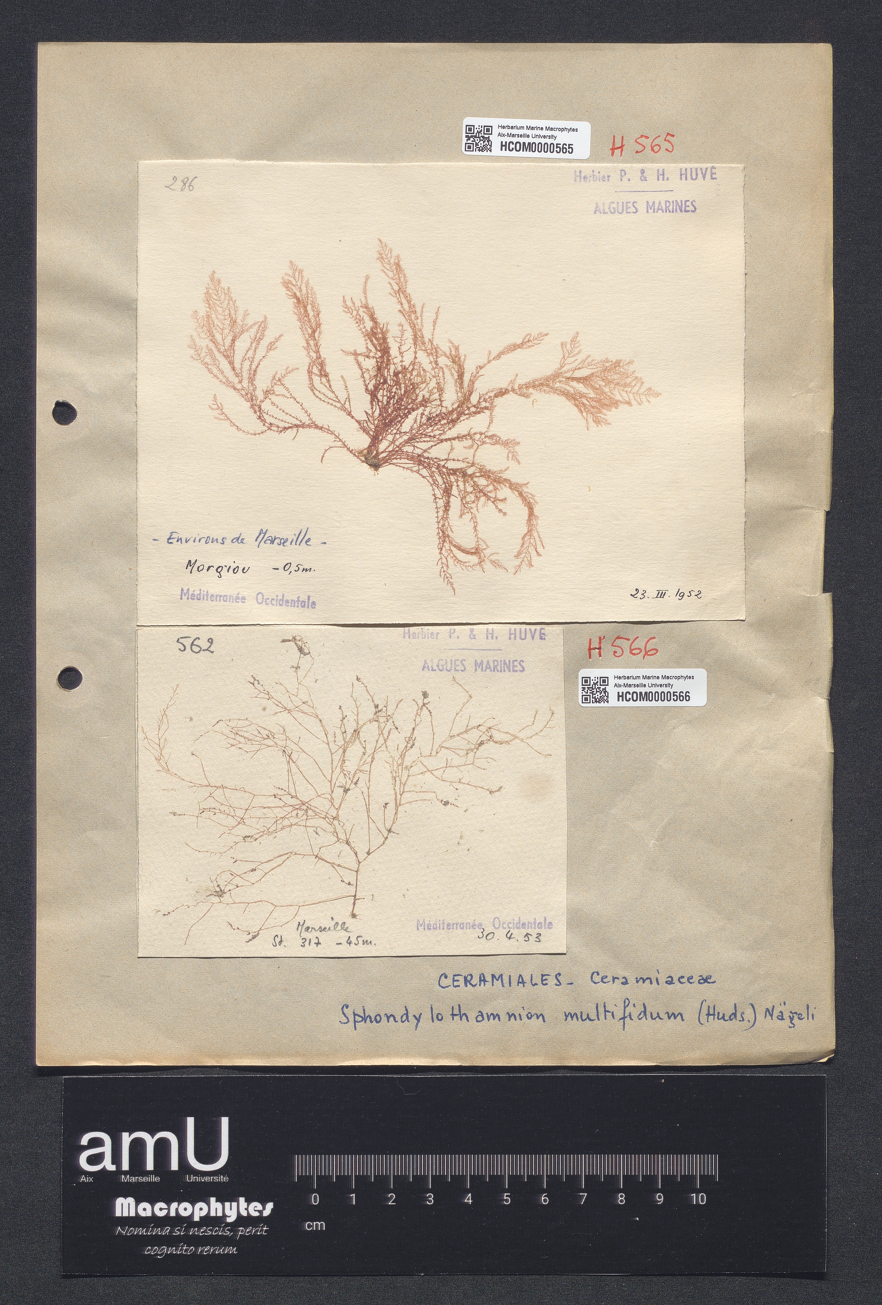 Spondylothamnion multifidum specimen