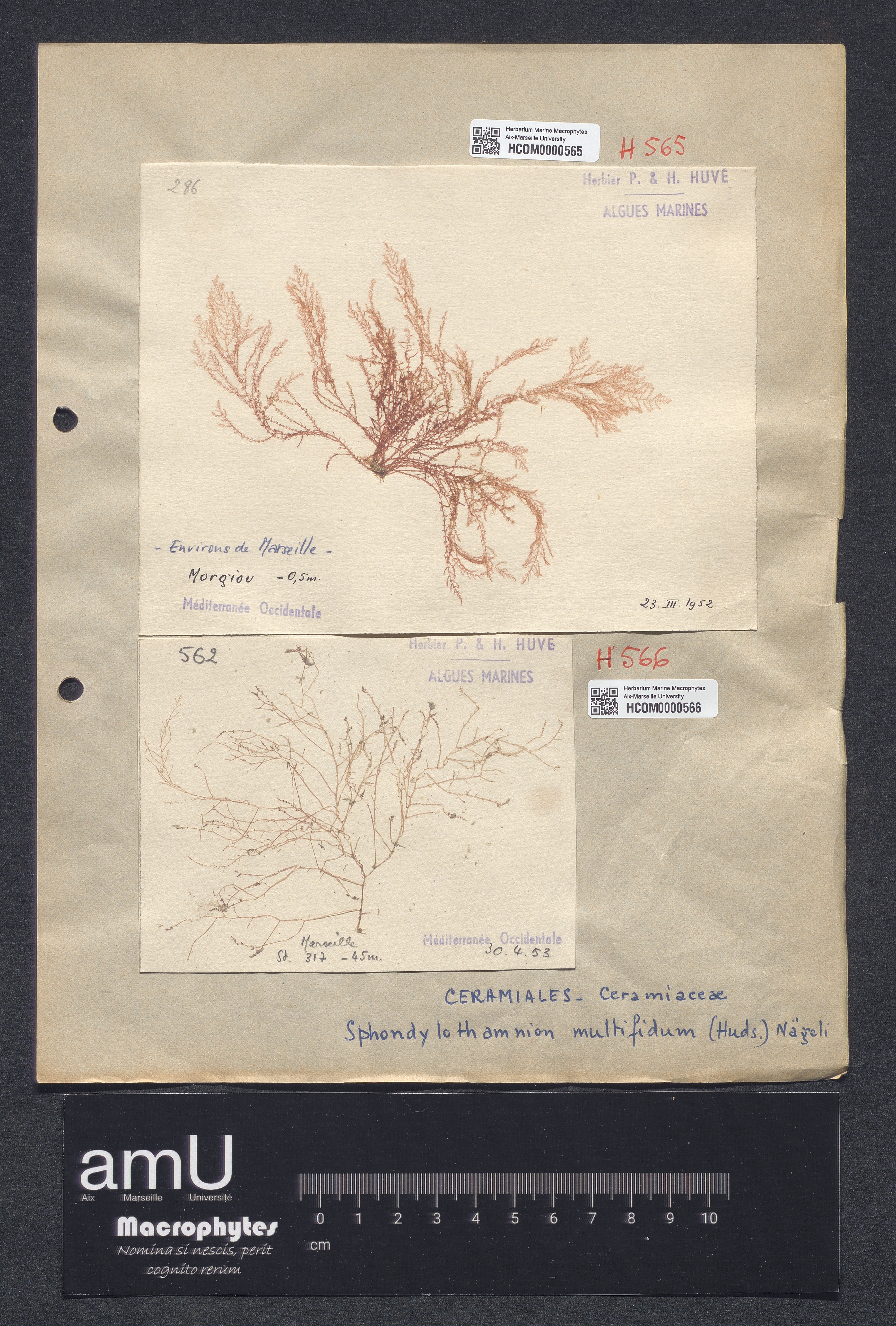 Spondylothamnion multifidum specimen