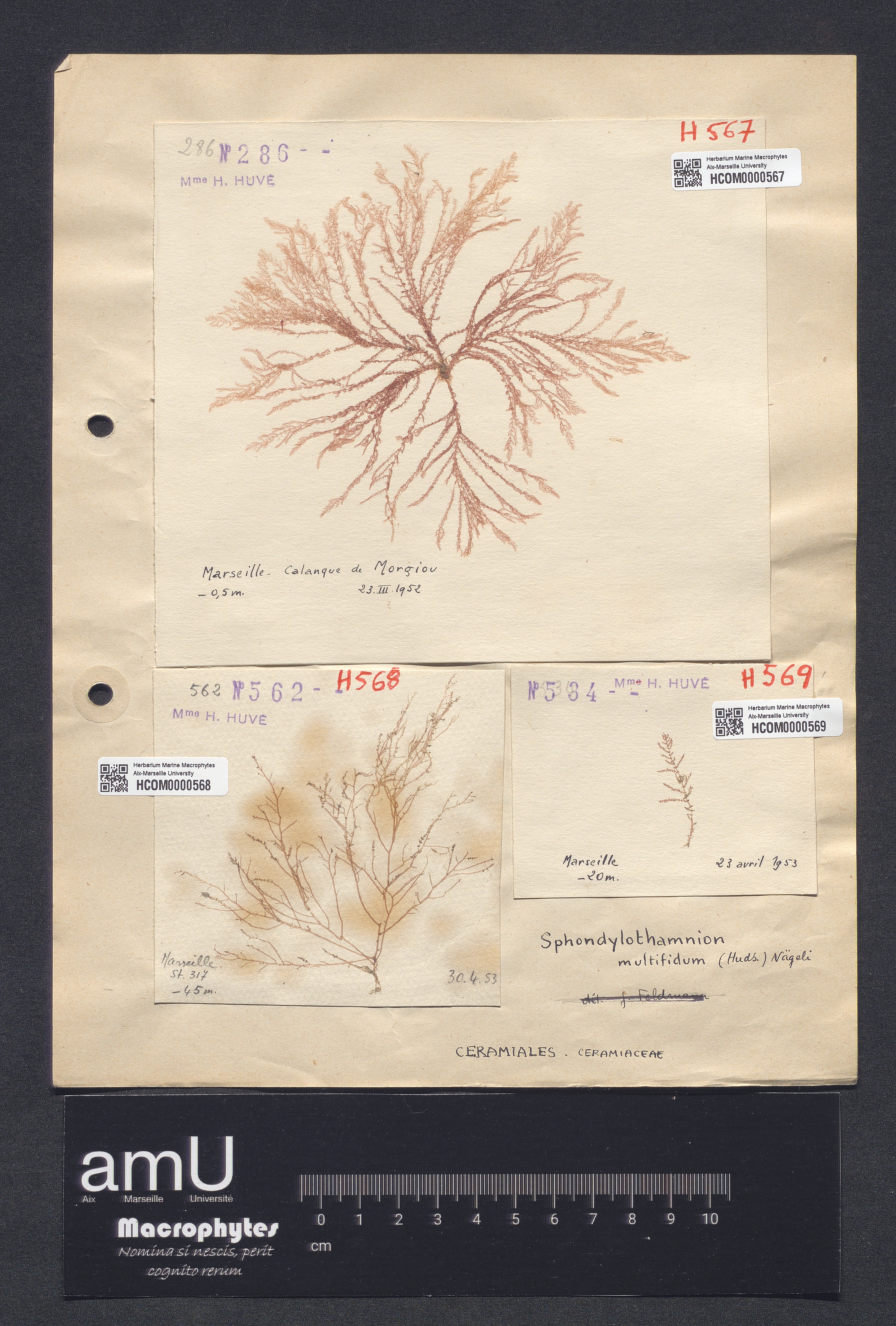 Spondylothamnion multifidum specimen