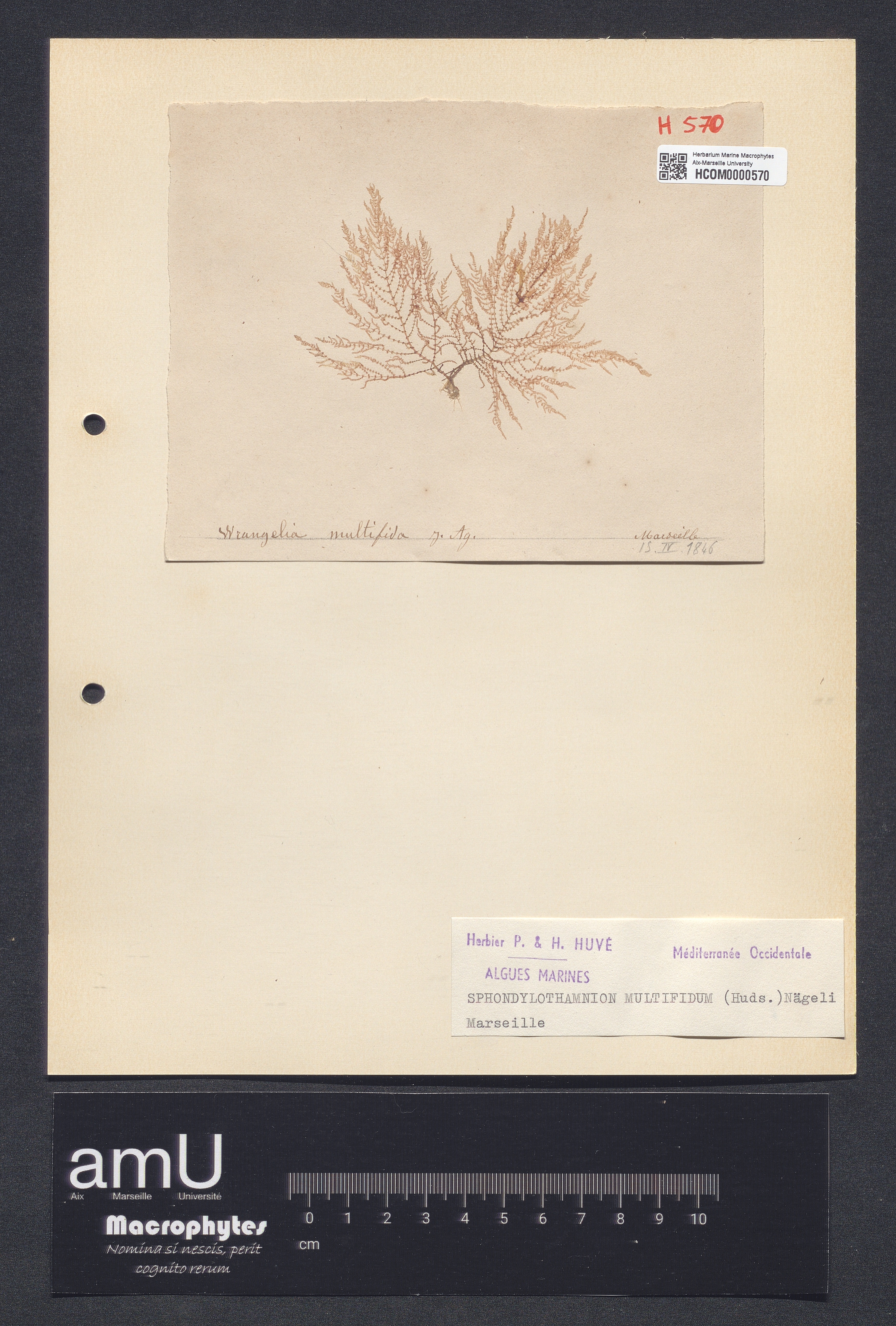 Spondylothamnion multifidum specimen