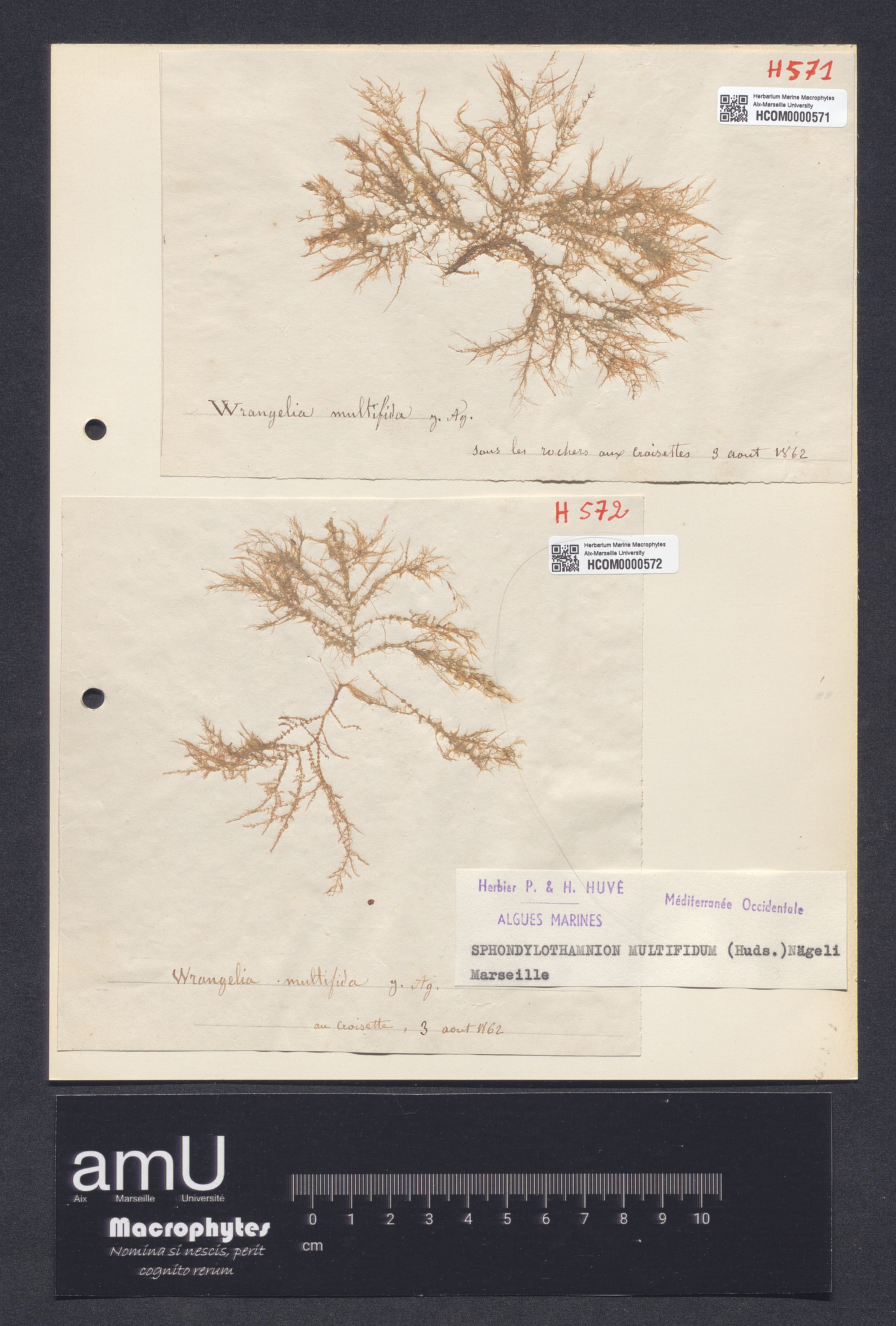 Spondylothamnion multifidum specimen