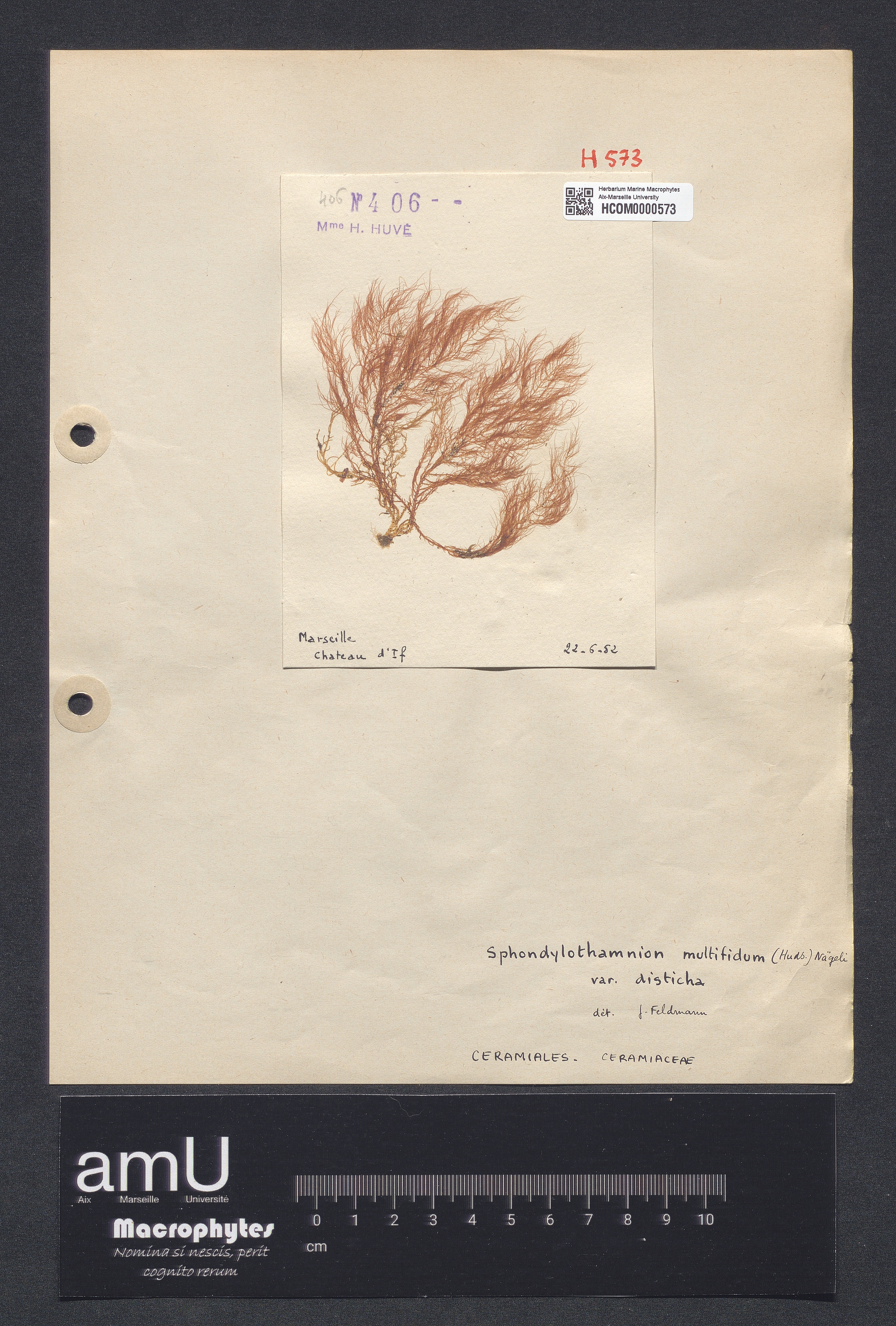 Spondylothamnion multifidum var. disticha specimen