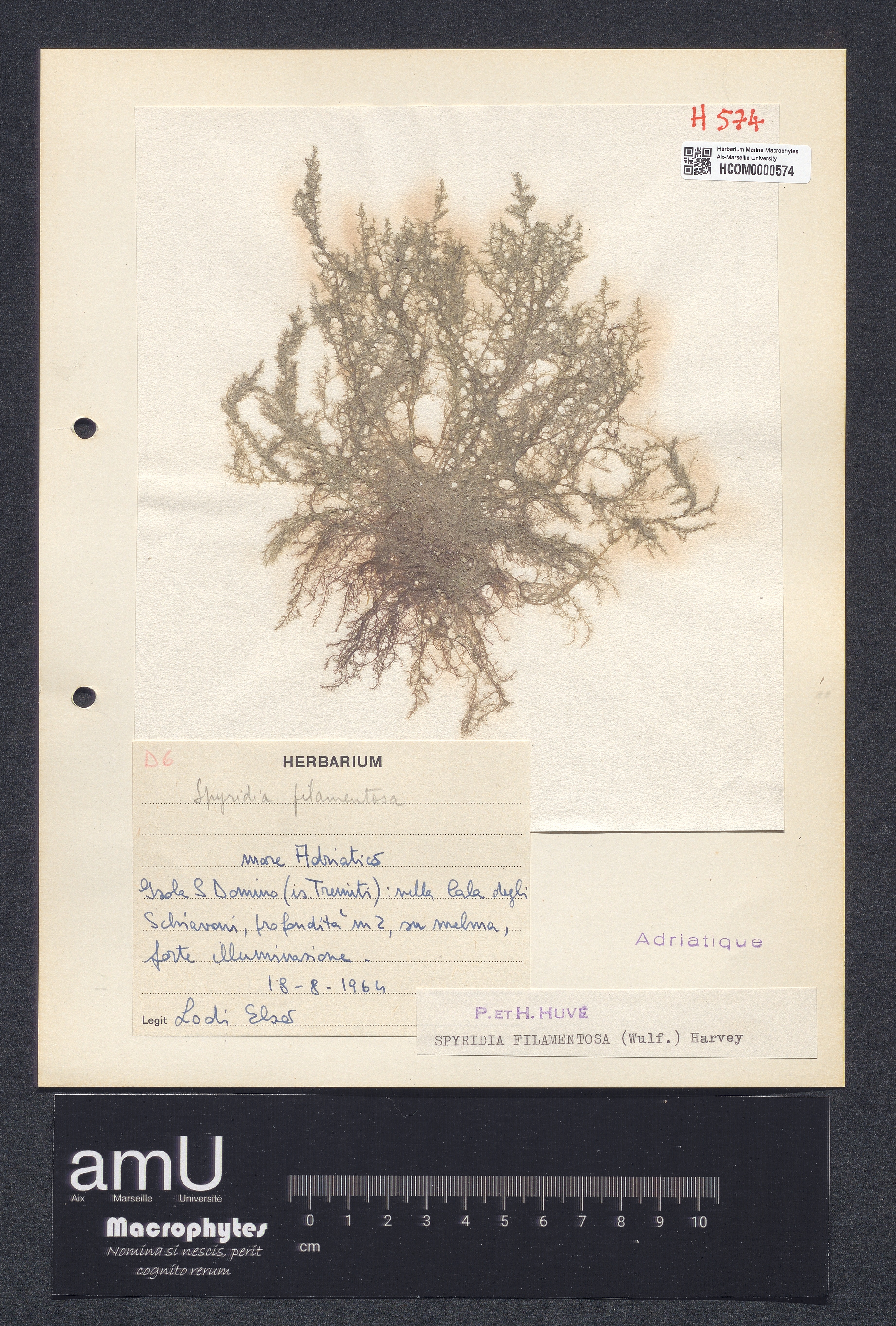 Spyridia filamentosa specimen