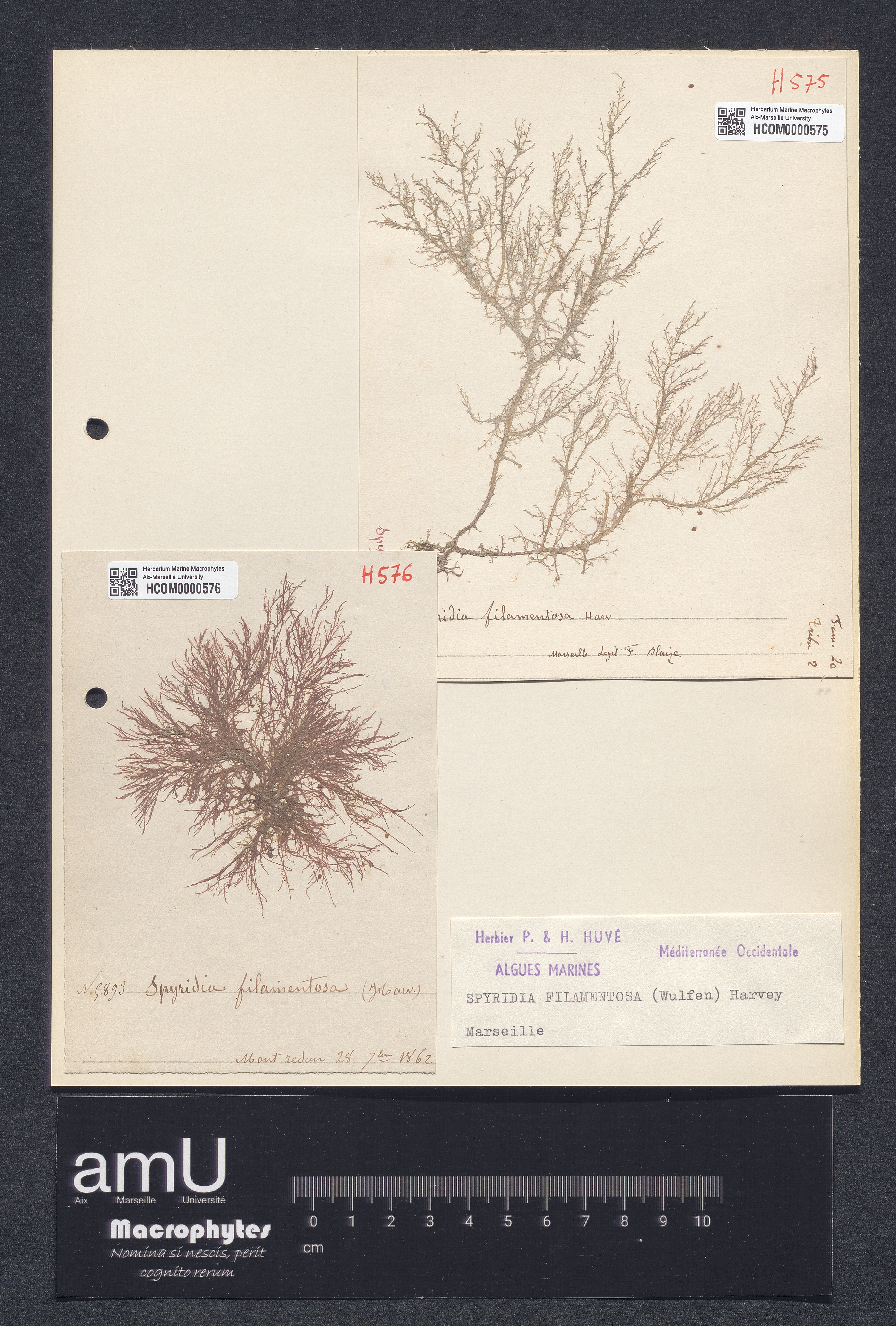 Spyridia filamentosa specimen