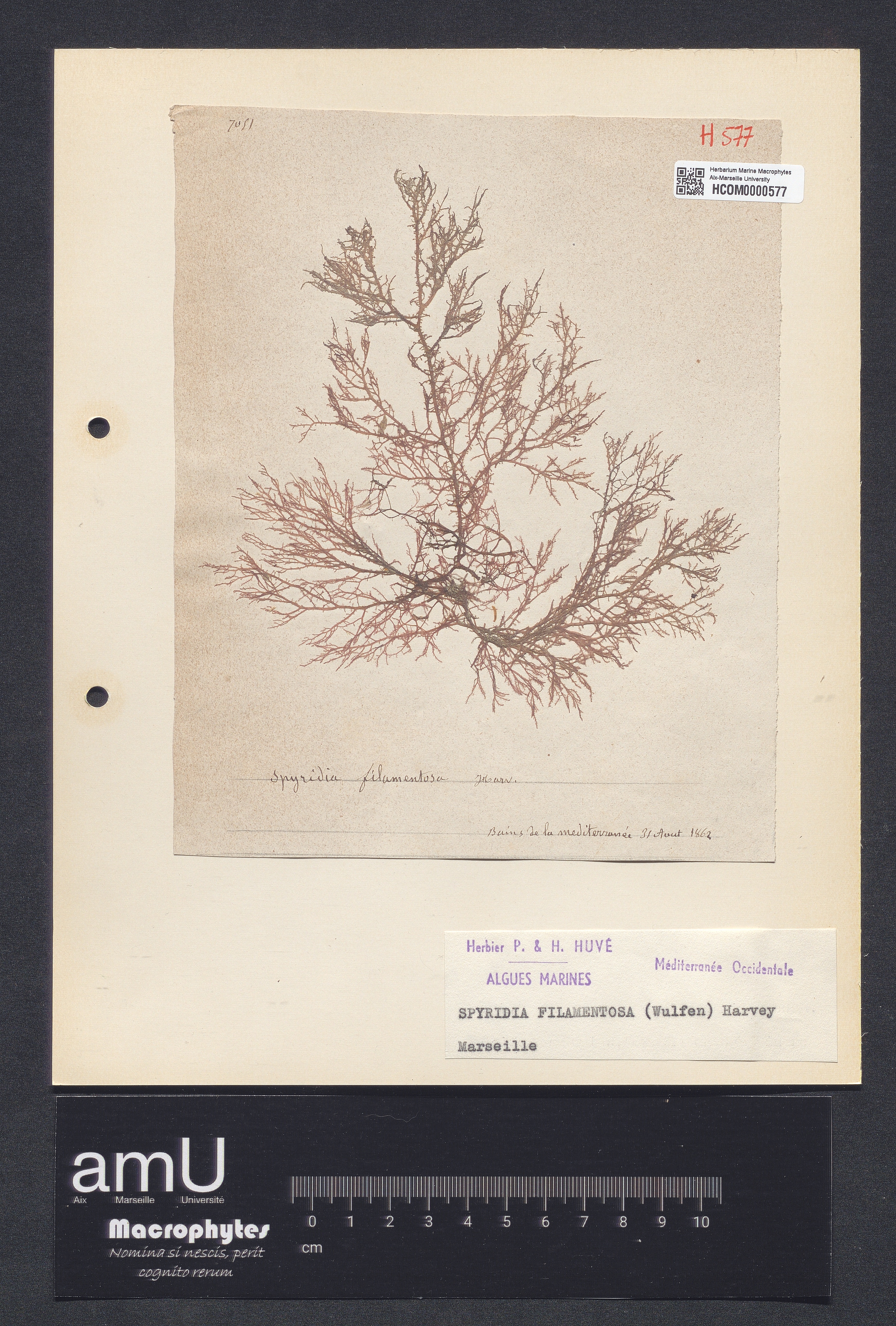 Spyridia filamentosa specimen