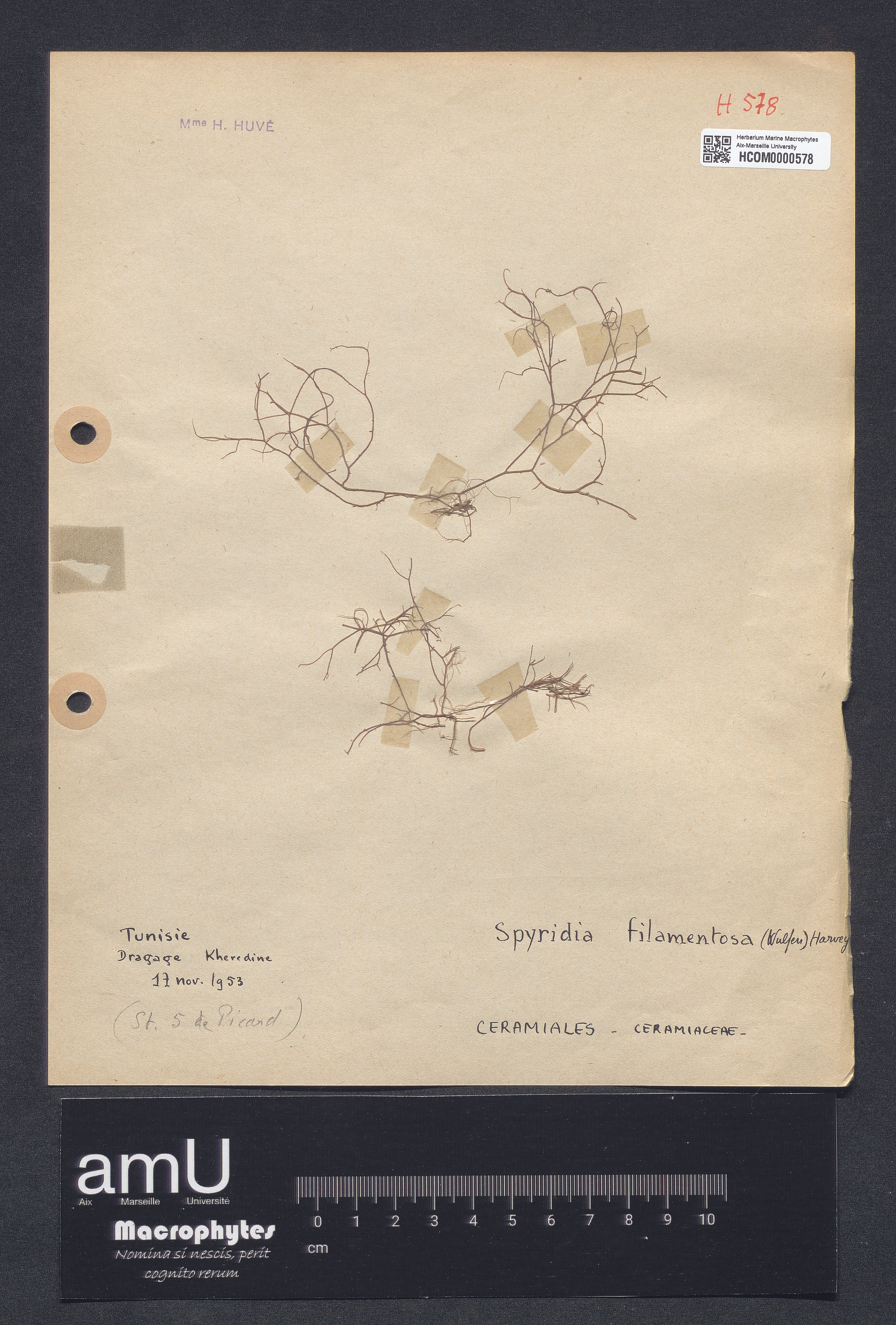 Spyridia filamentosa specimen