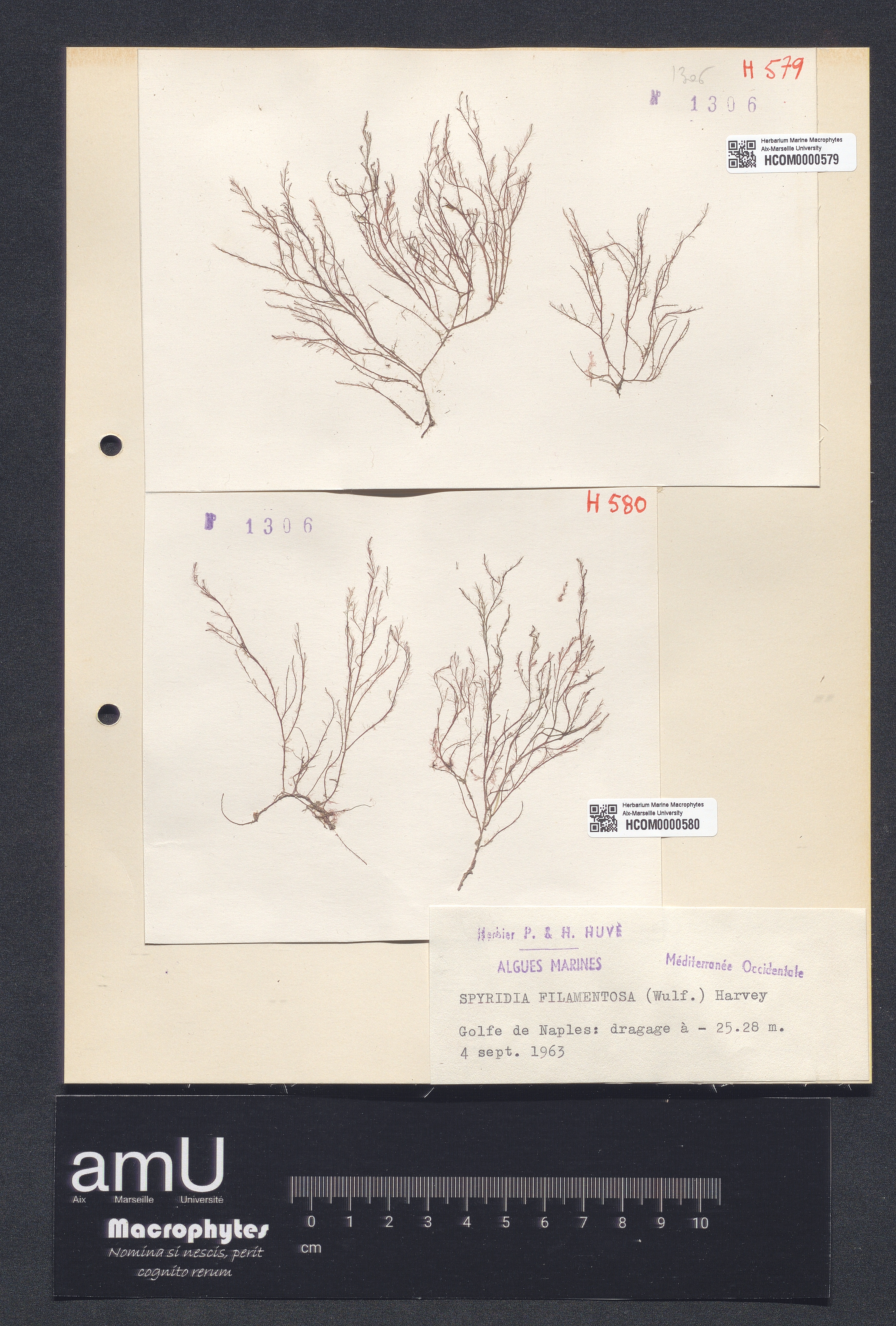 Spyridia filamentosa specimen