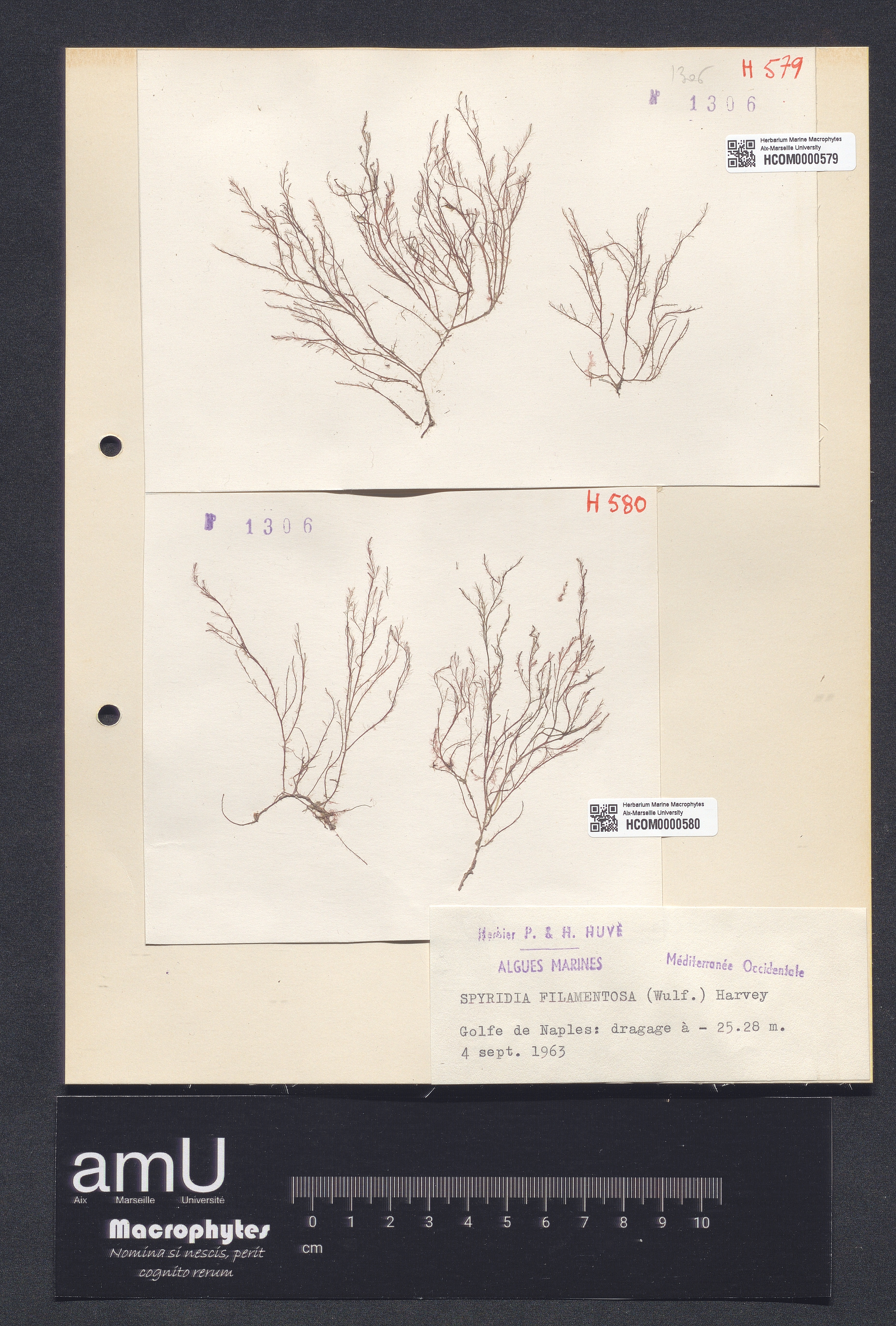 Spyridia filamentosa specimen