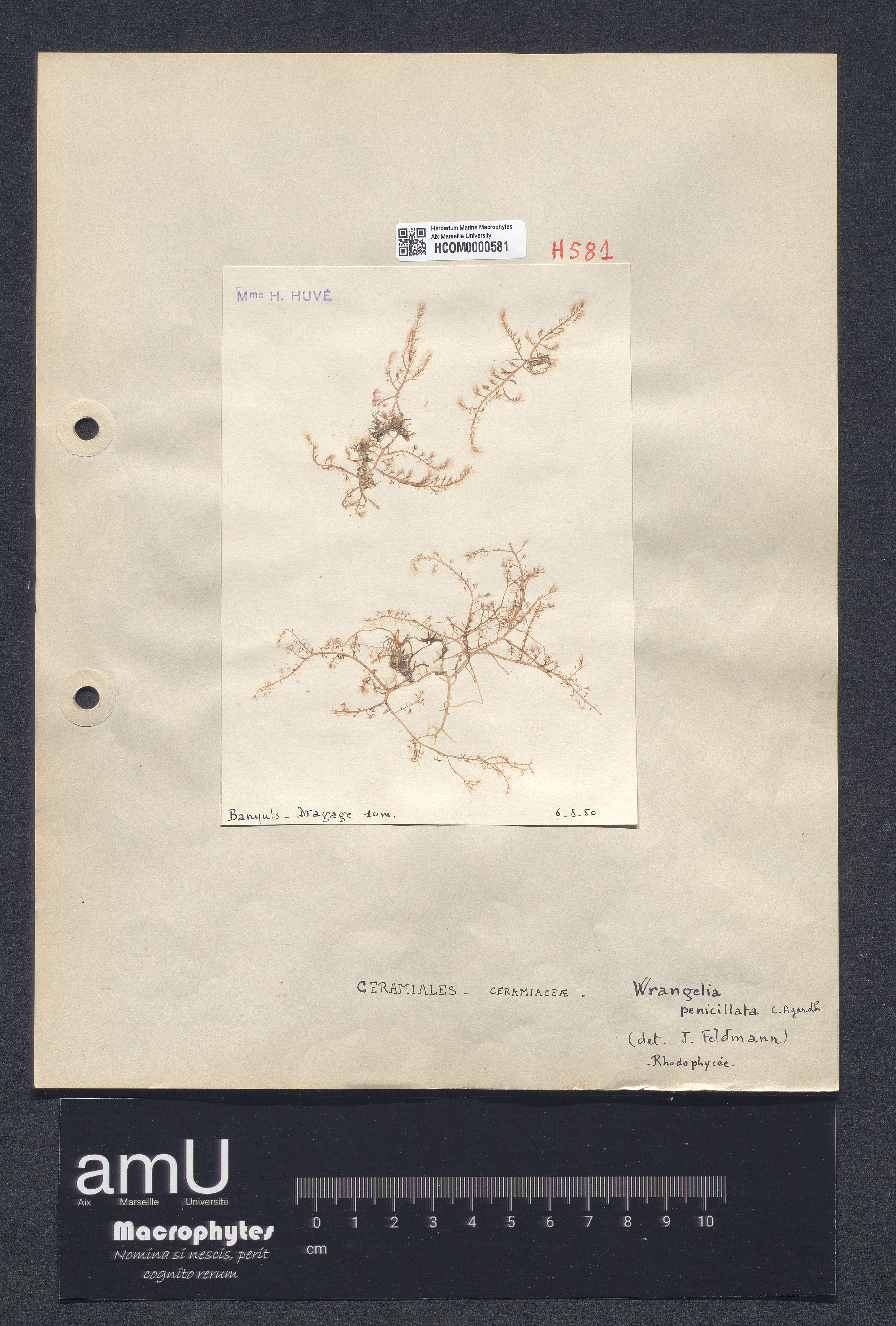 Wrangelia penicillata specimen