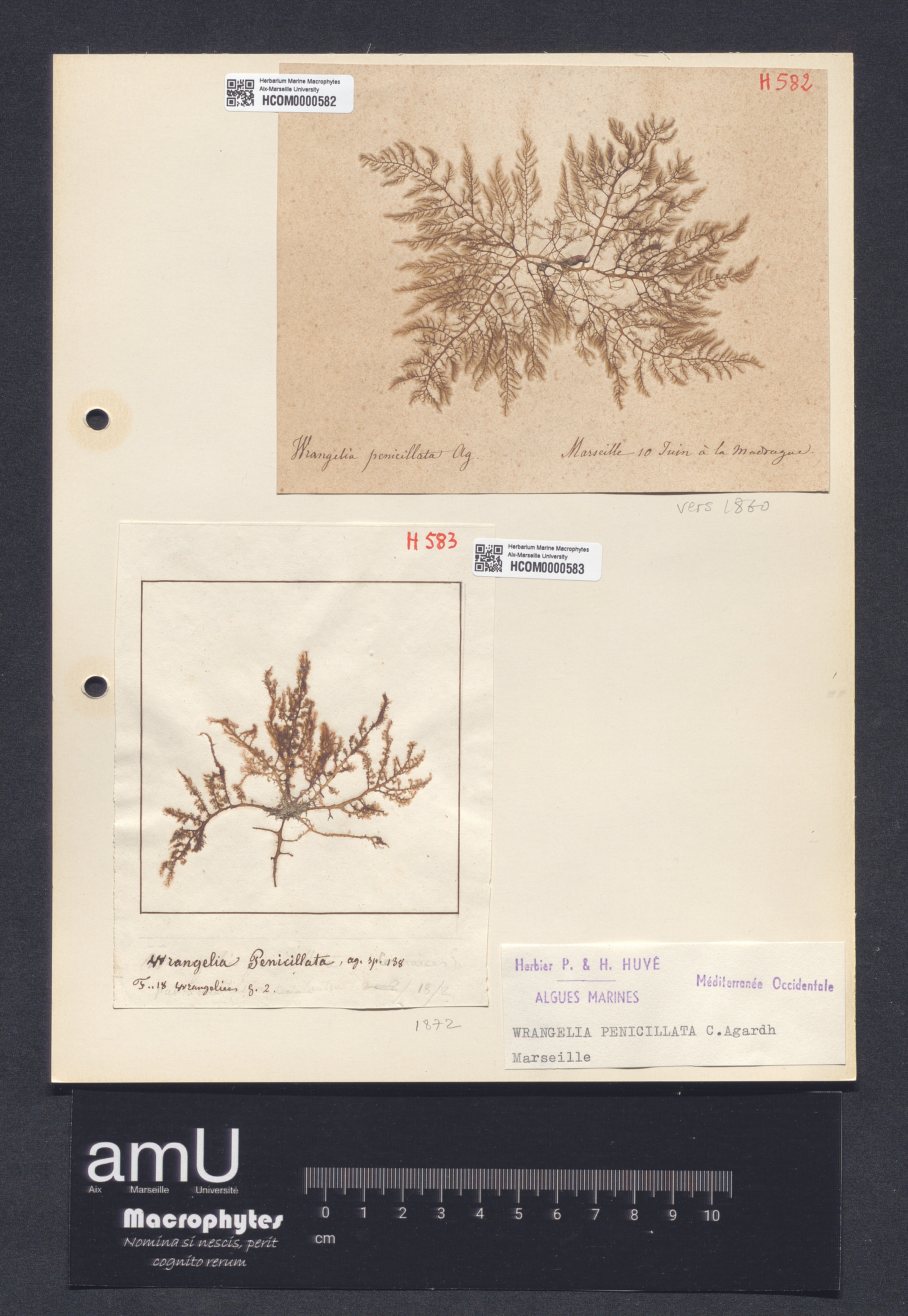 Wrangelia penicillata specimen