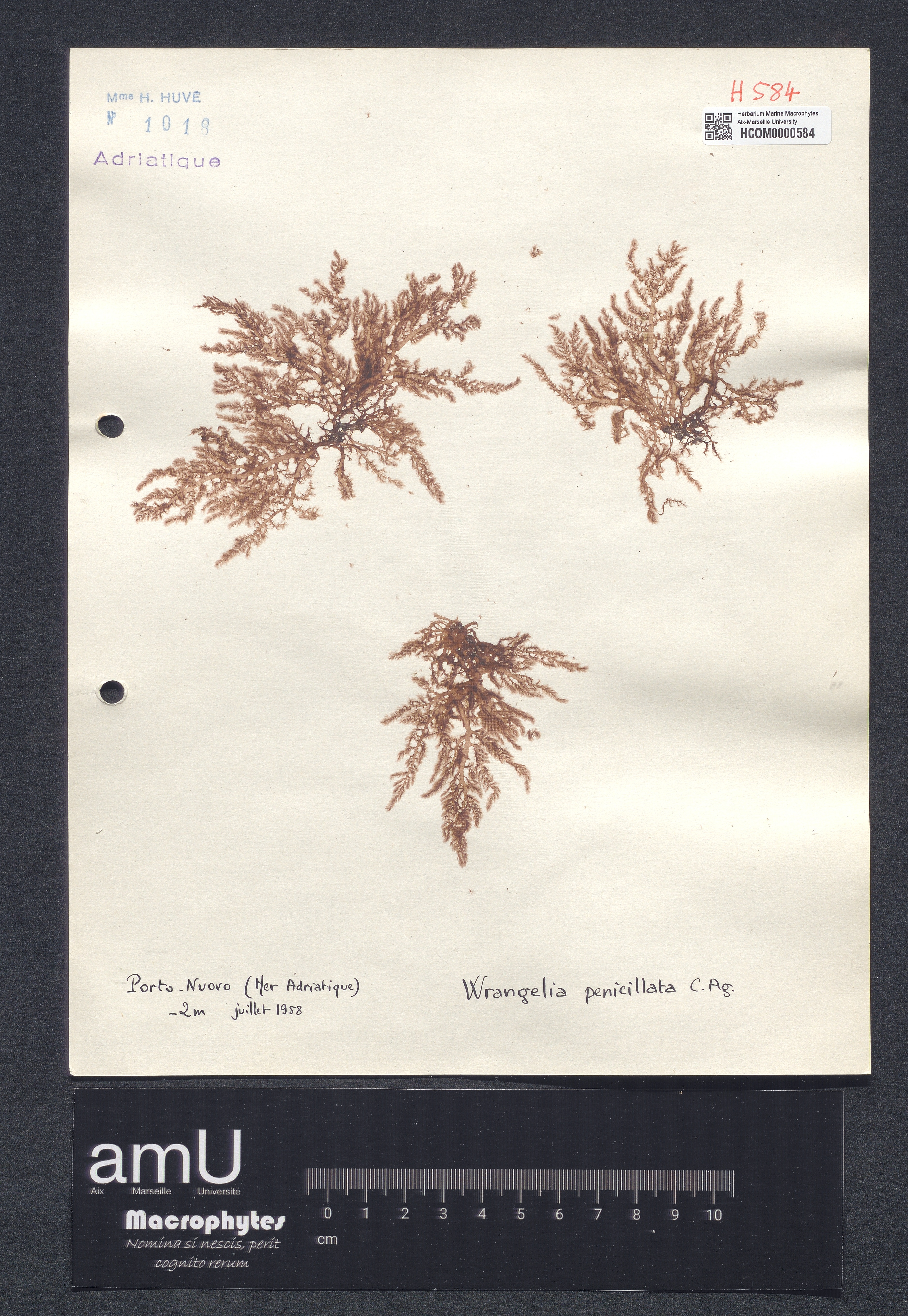 Wrangelia penicillata specimen