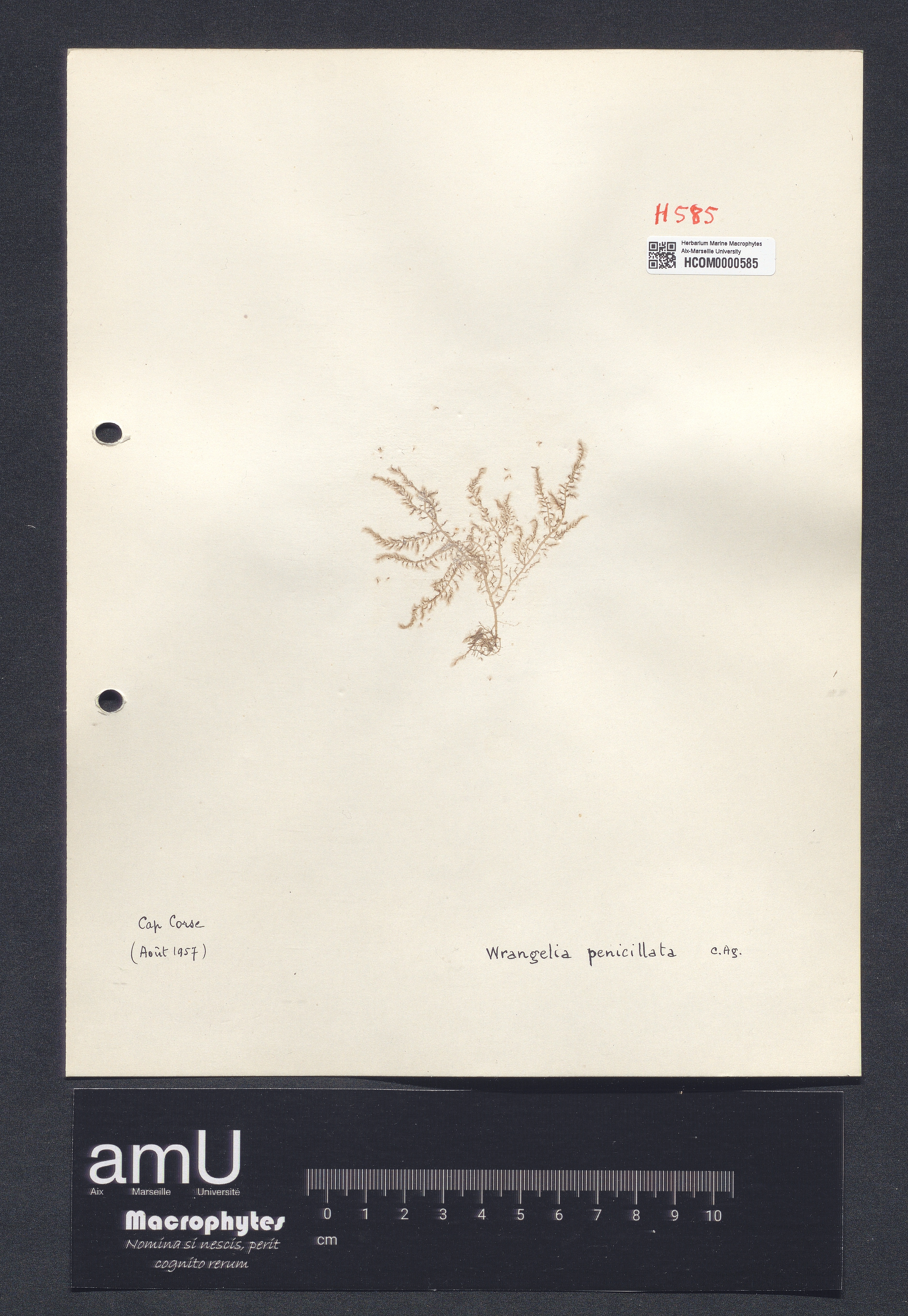 Wrangelia penicillata specimen