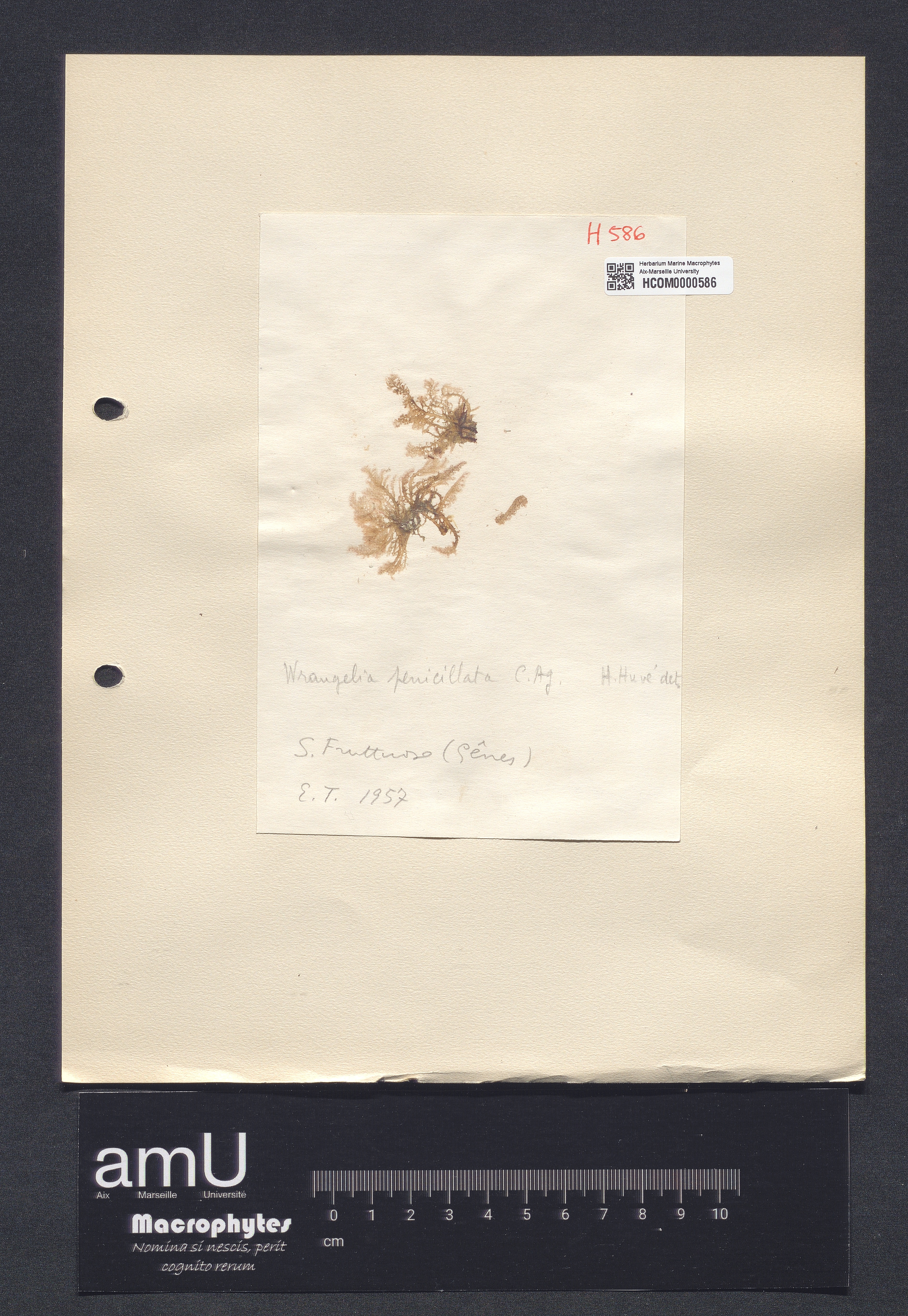 Wrangelia penicillata specimen