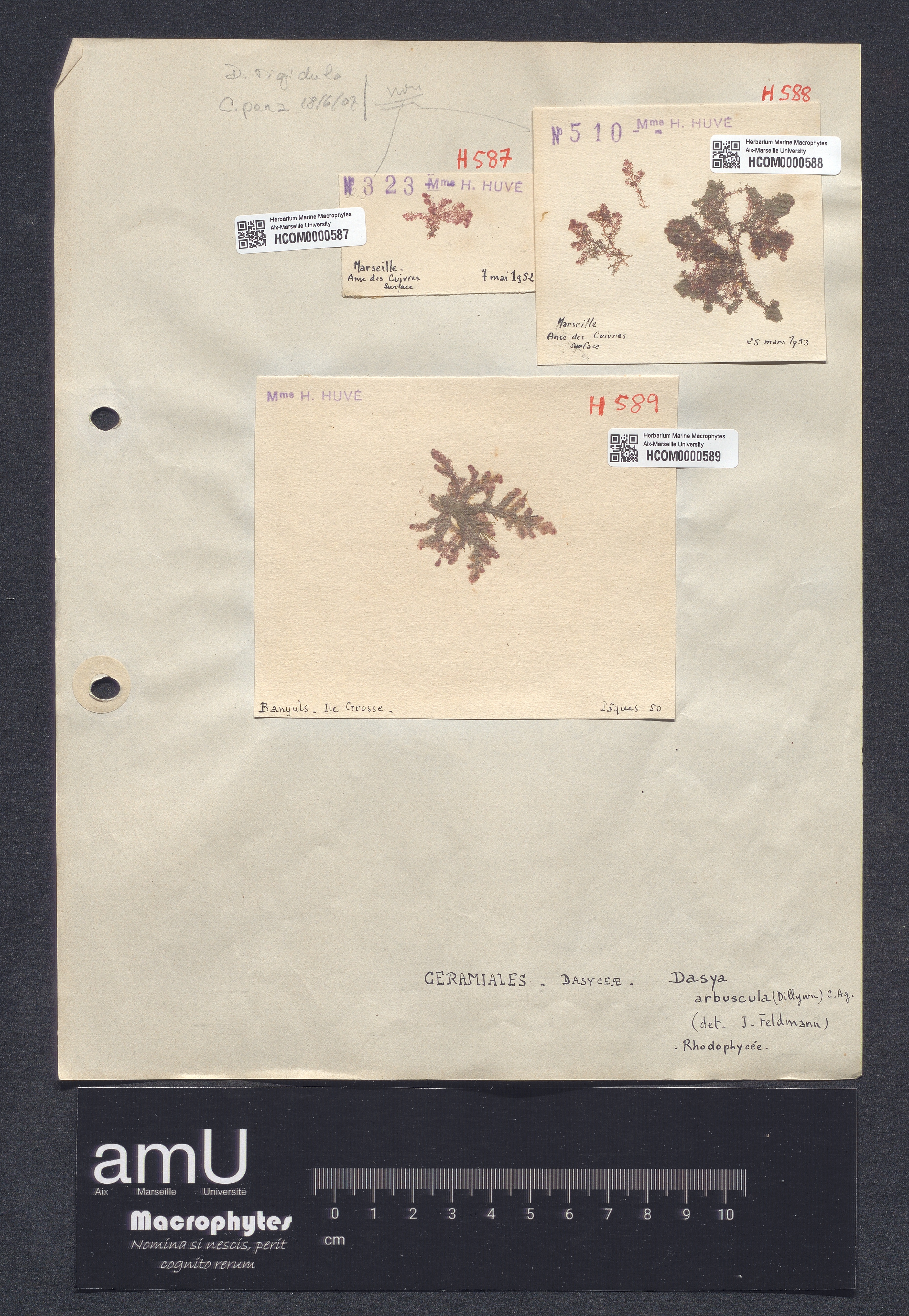 Dasya arbuscula specimen
