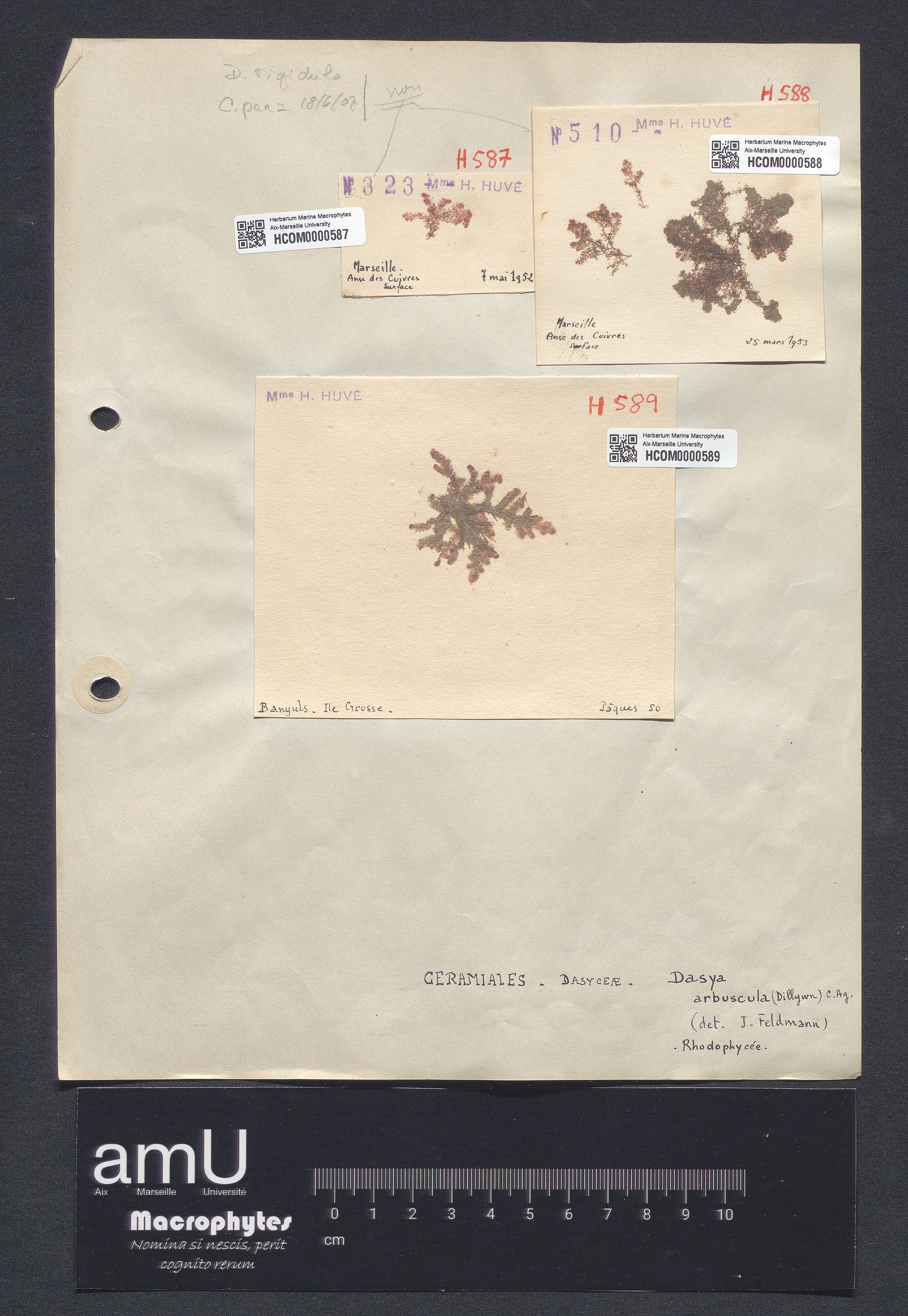 Dasya arbuscula specimen