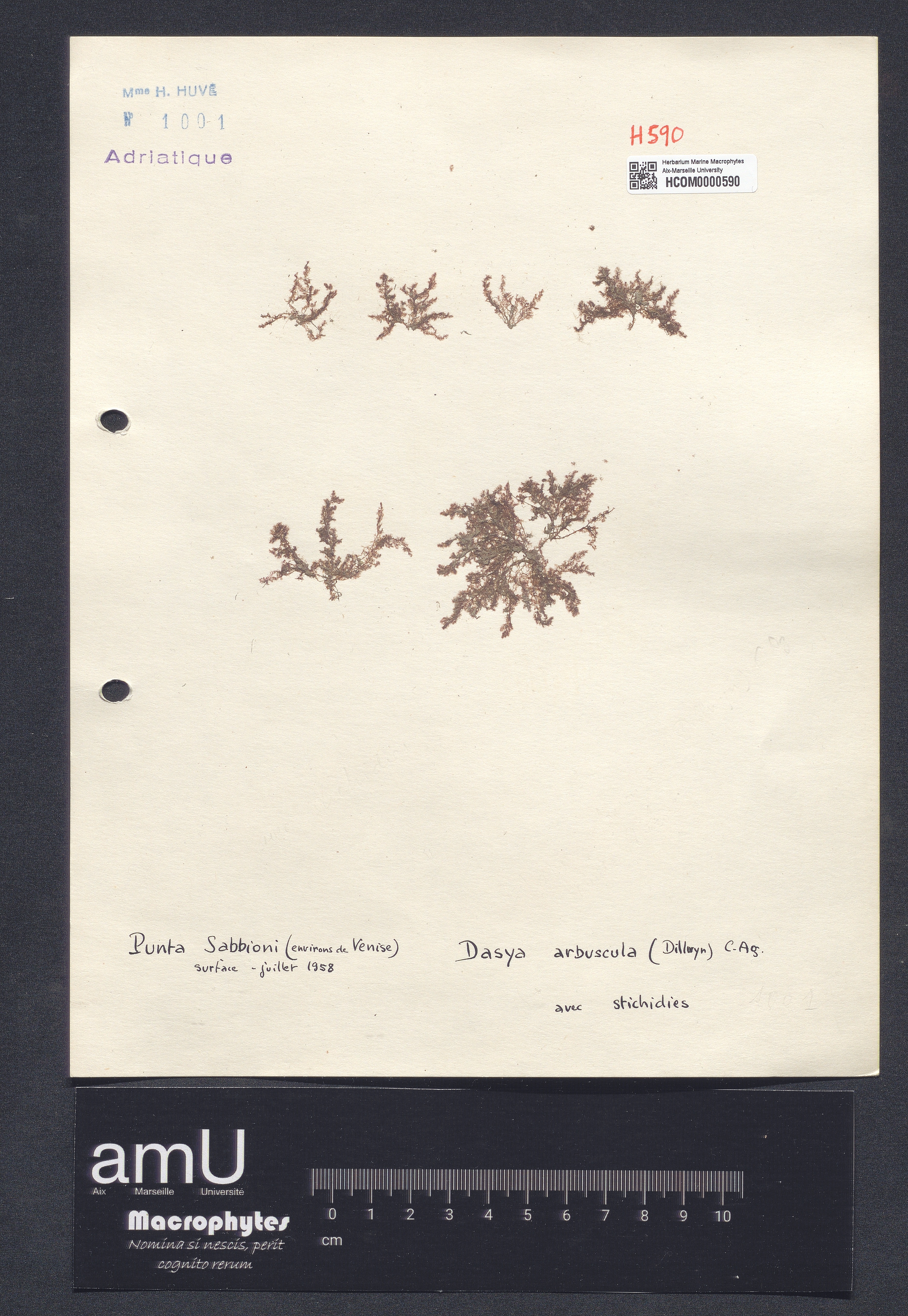 Dasya arbuscula specimen