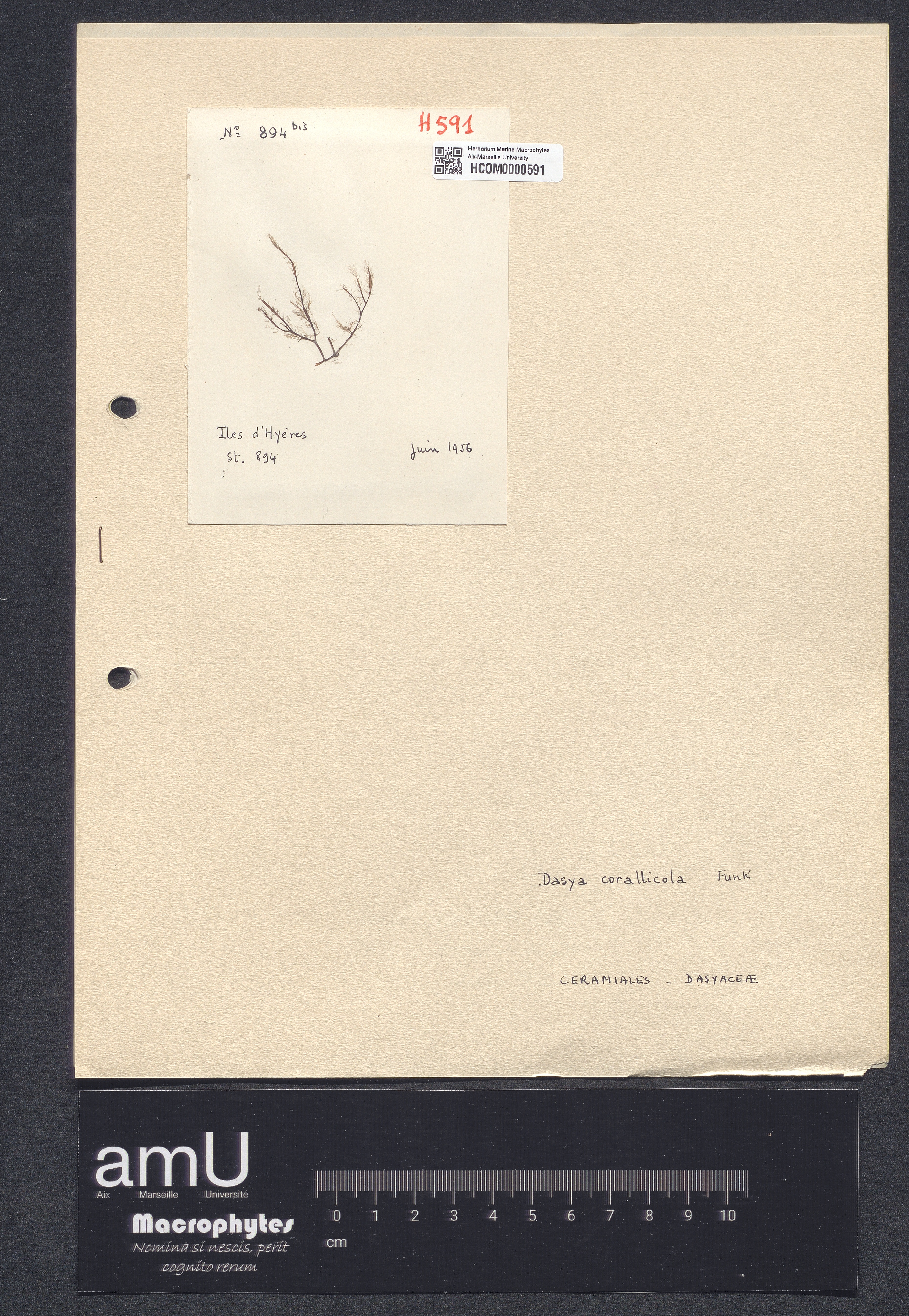Dasya arbuscula specimen