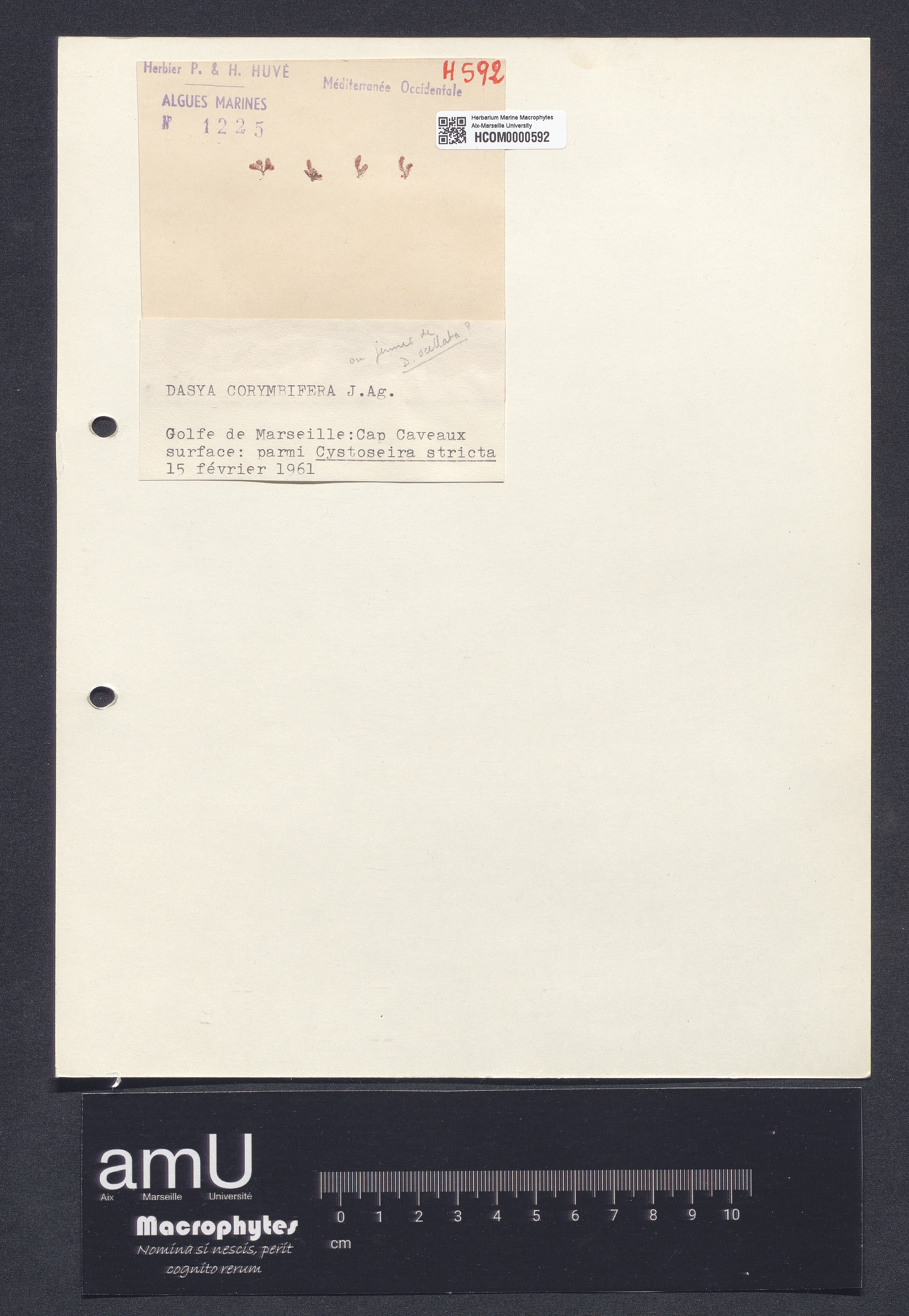 Dasya corymbifera specimen