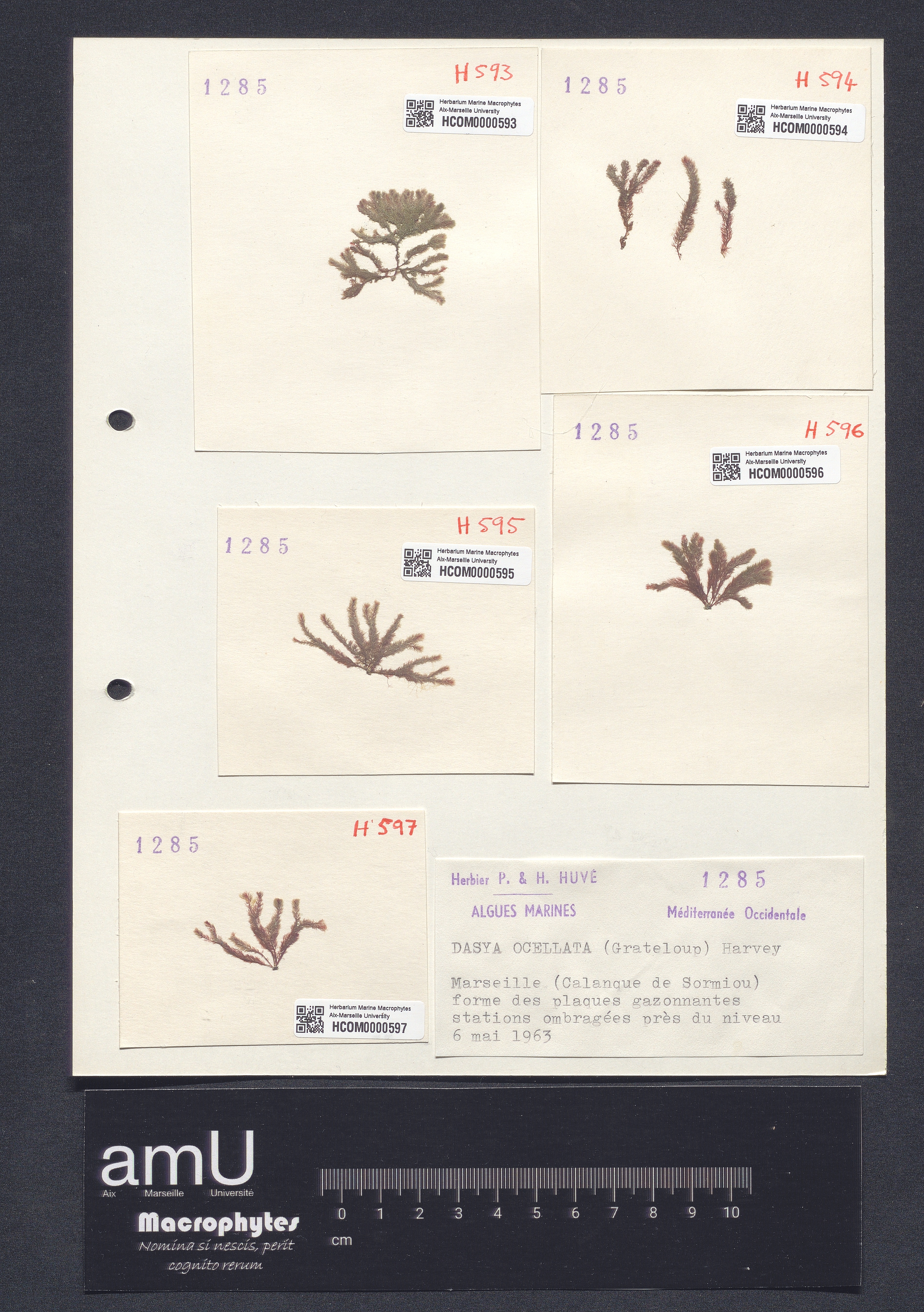 Dasya ocellata specimen