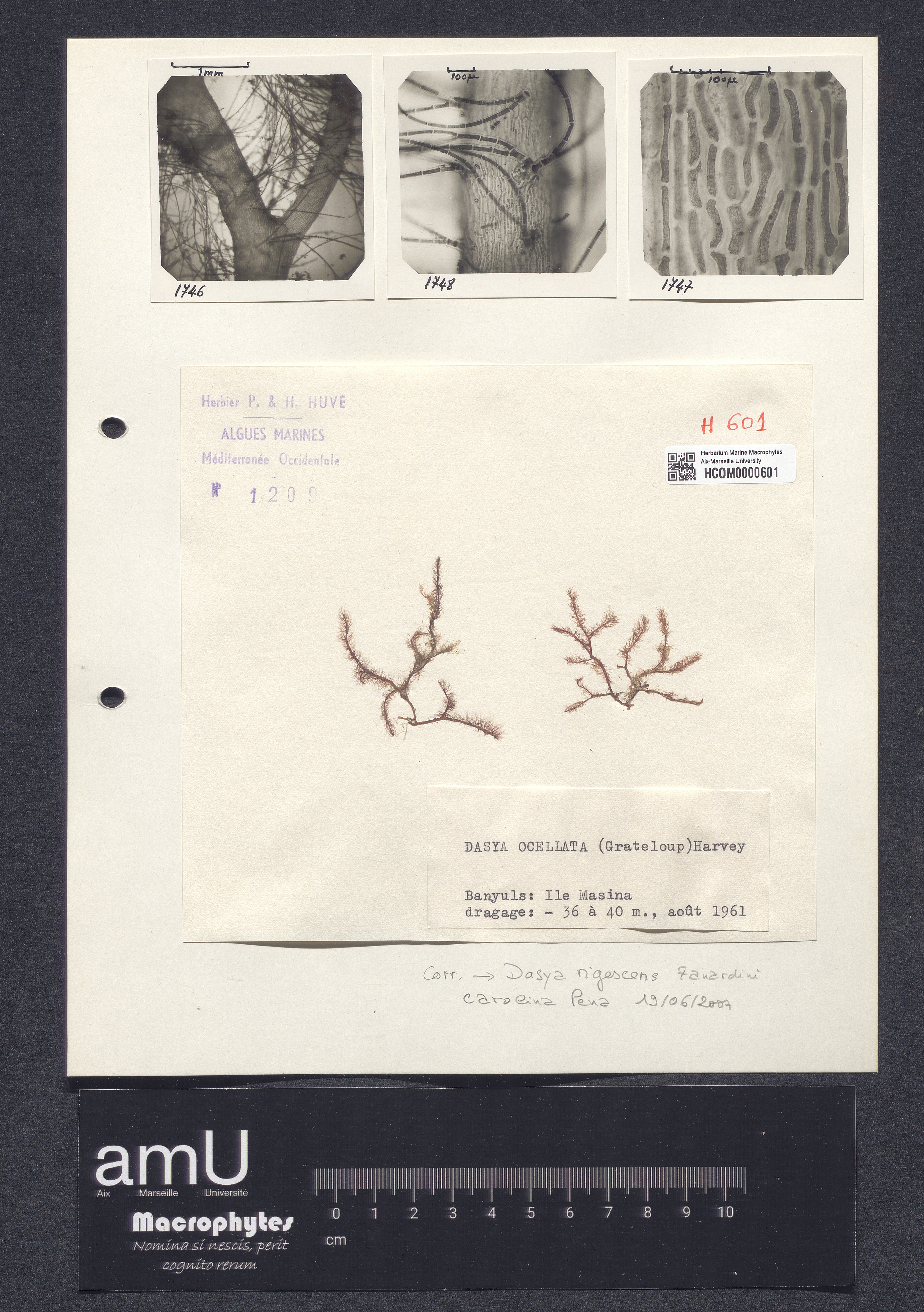 Dasya ocellata specimen