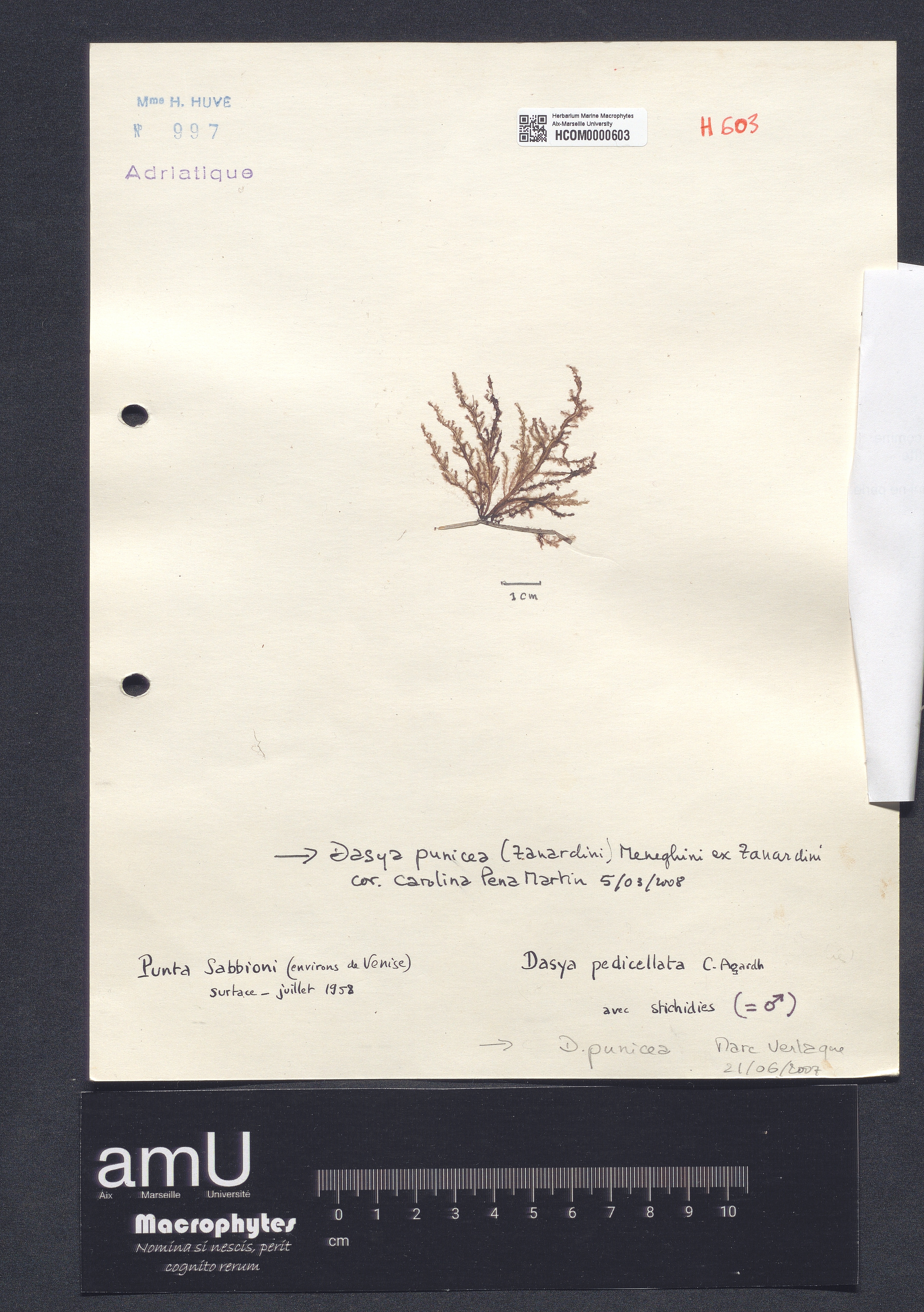 Dasya pedicellata specimen