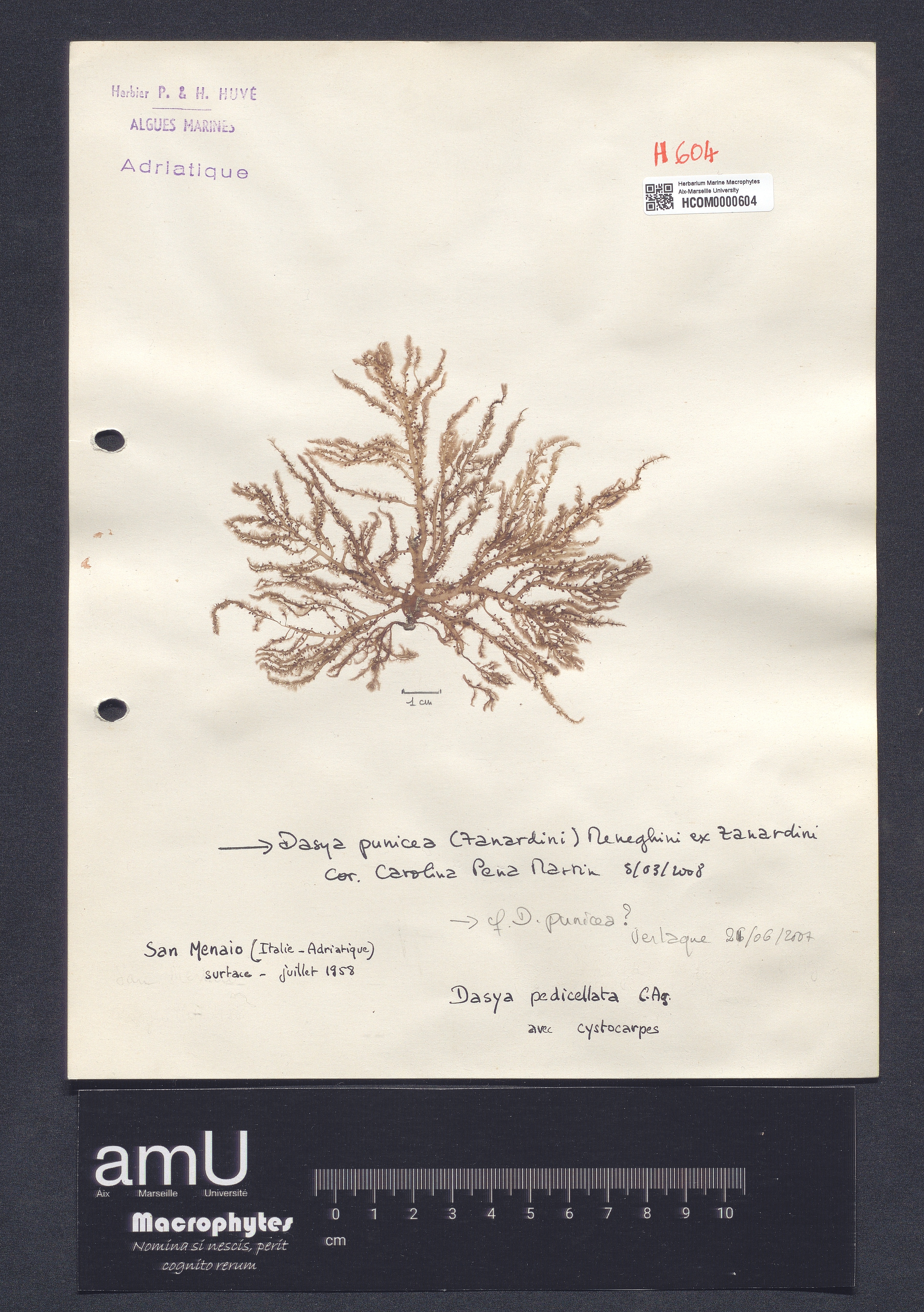 Dasya pedicellata specimen