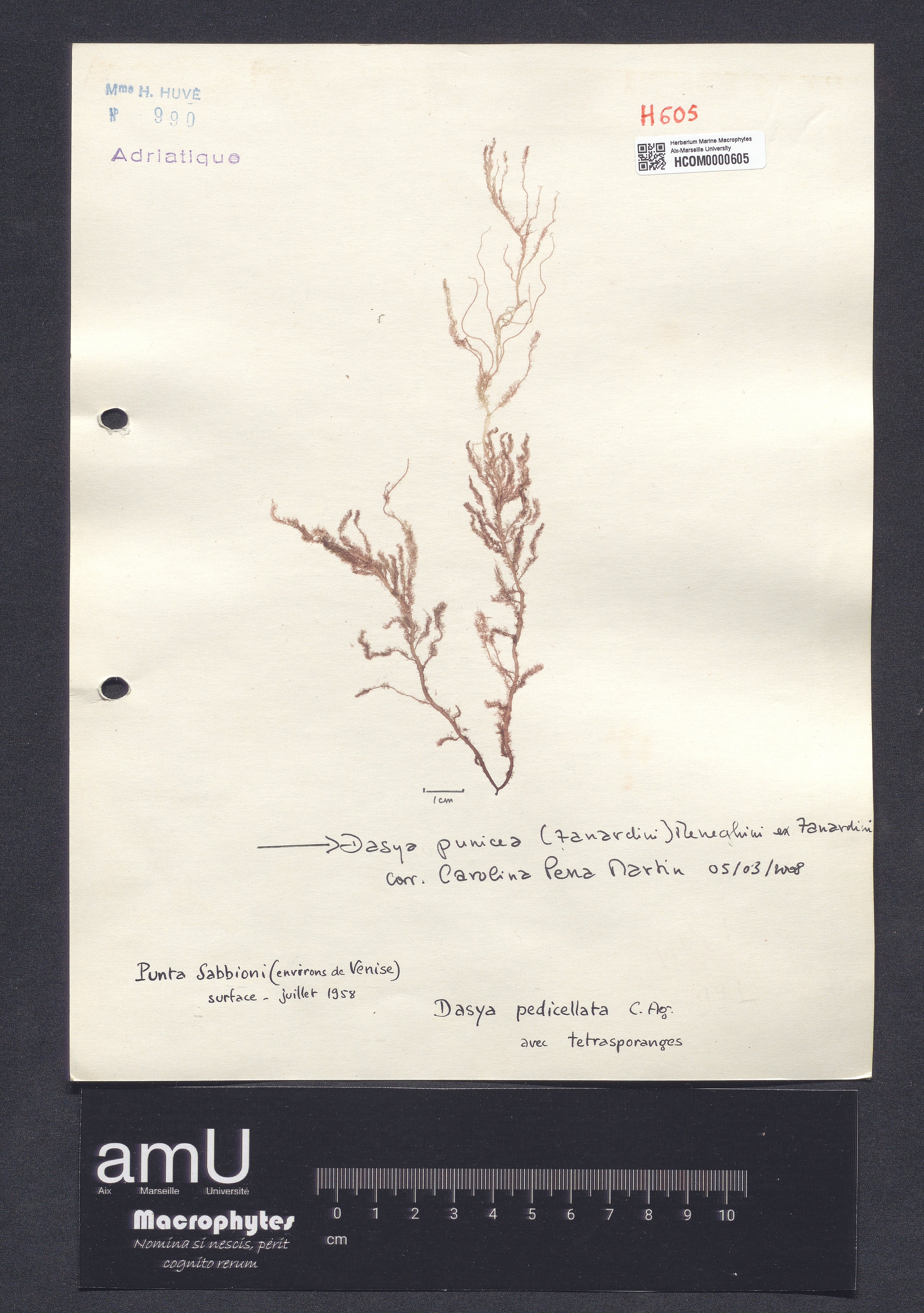 Dasya pedicellata specimen