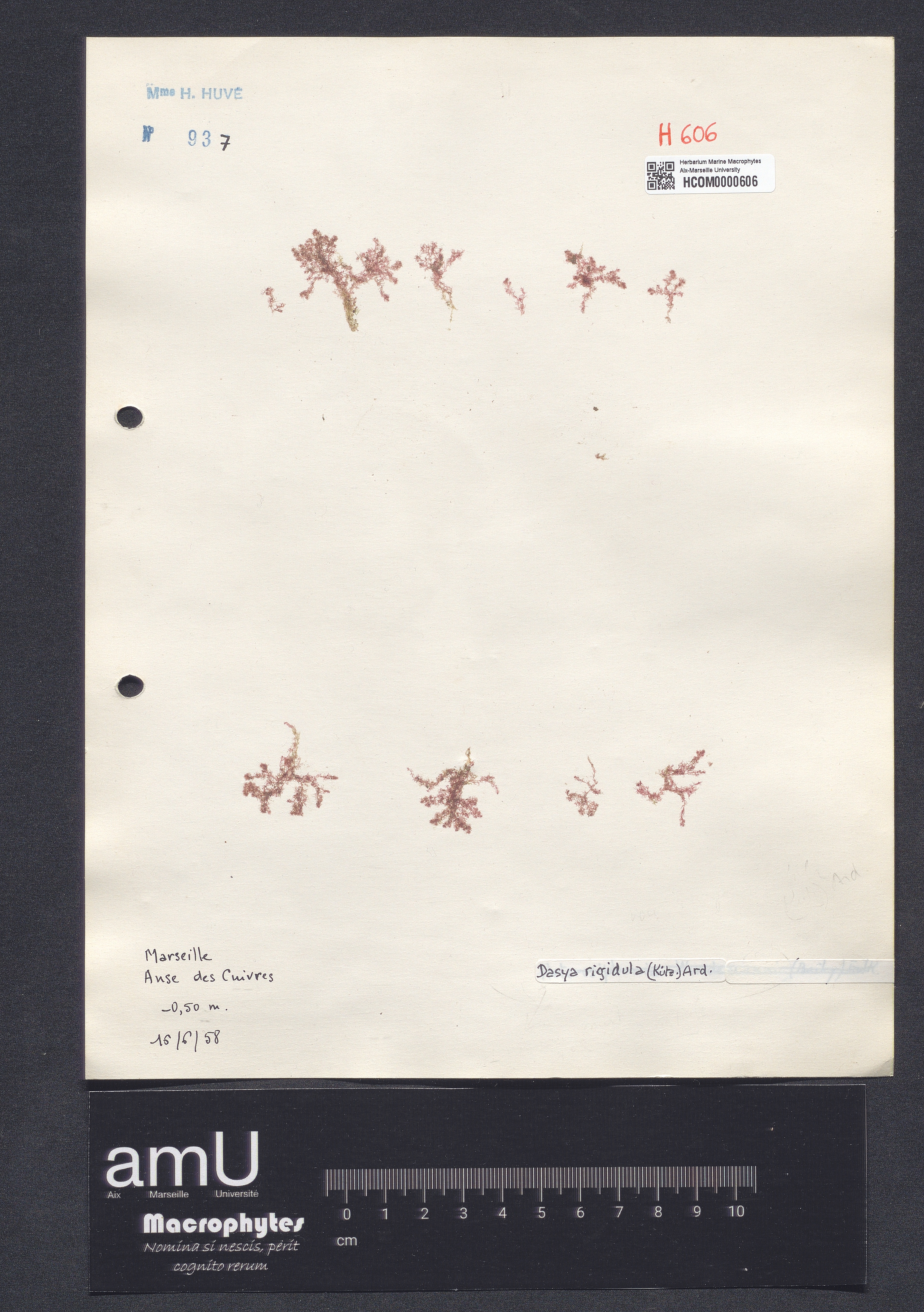 Dasya rigidula specimen
