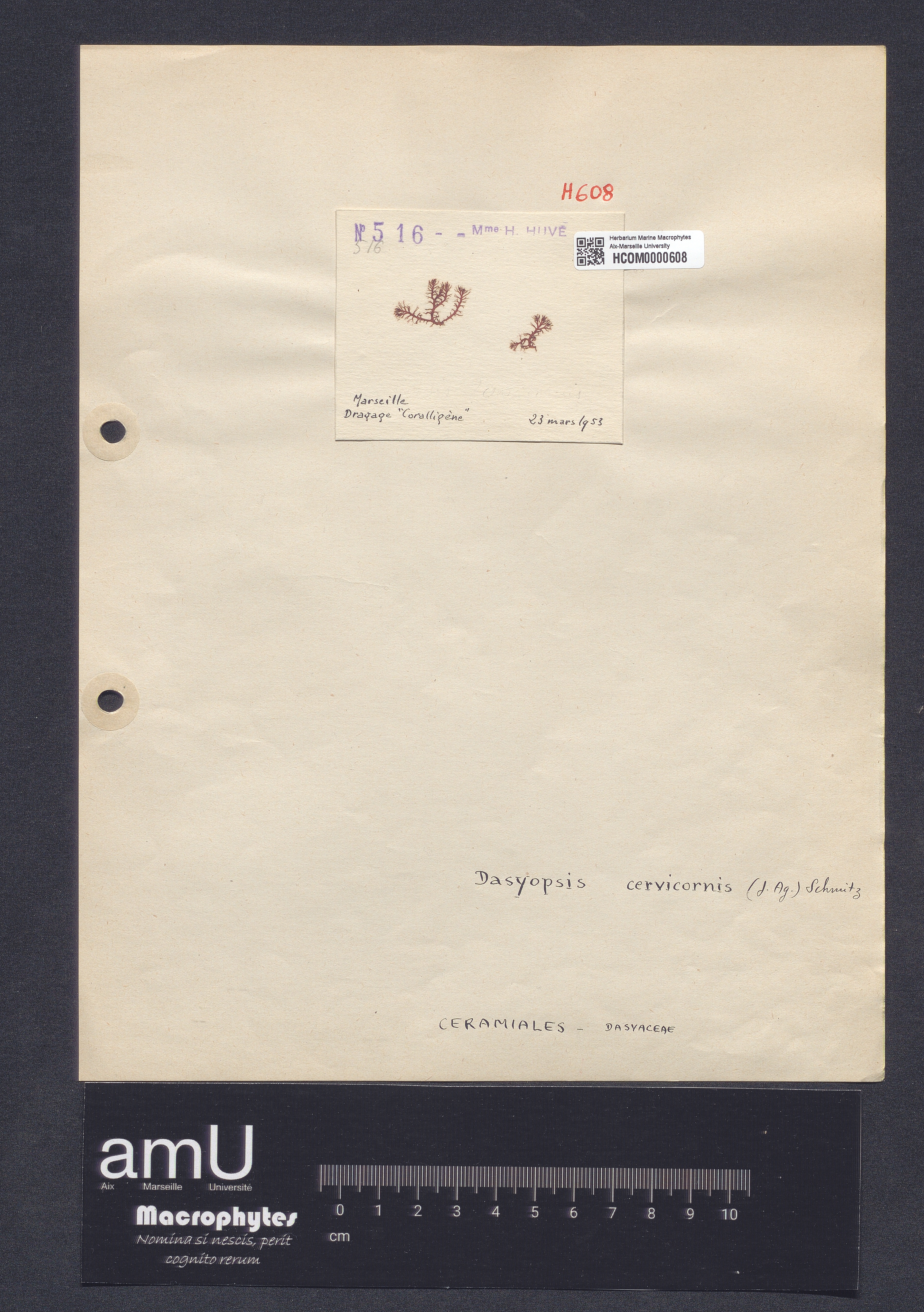 Dasyopsis cervicornis specimen