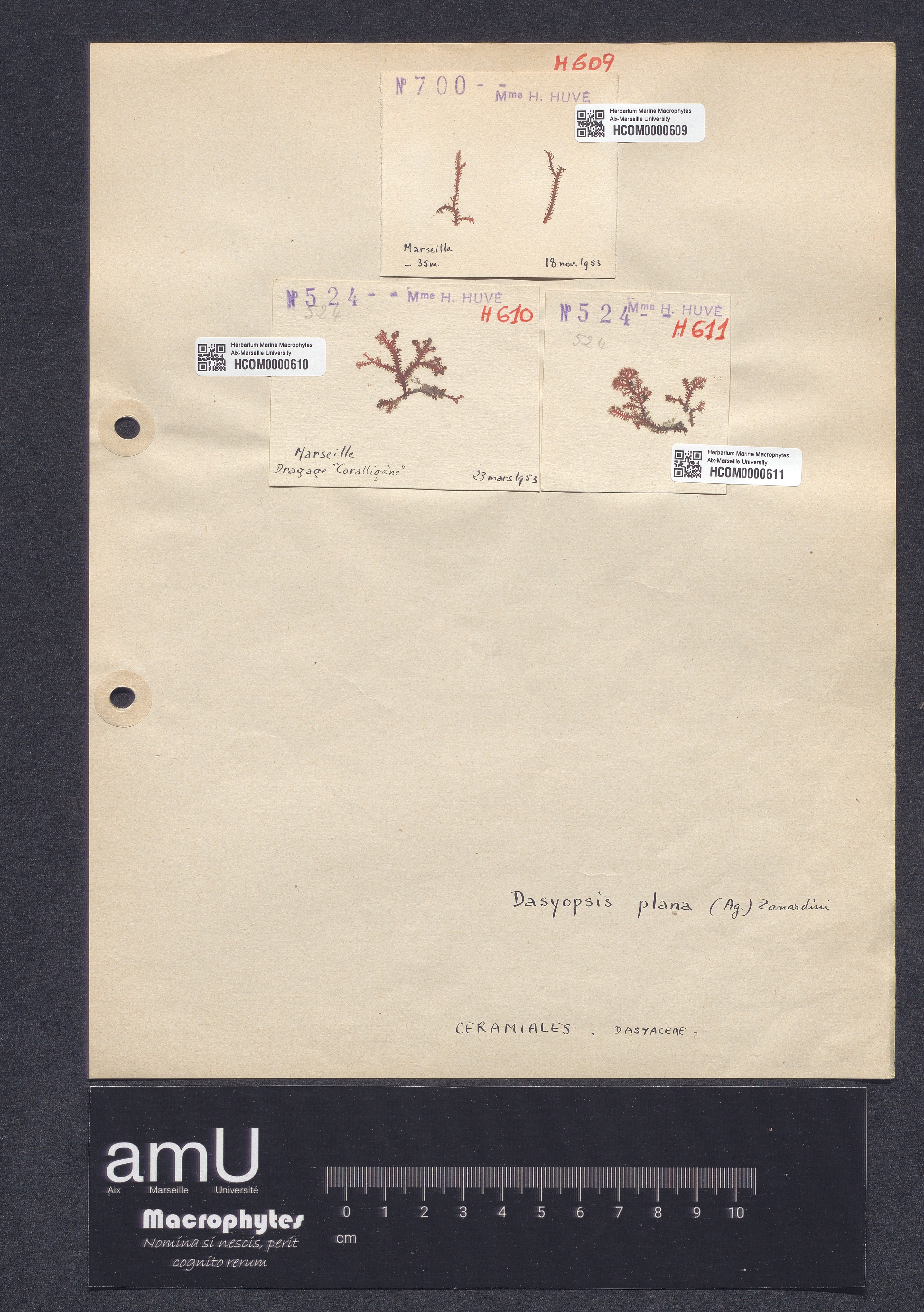 Dasyopsis plana specimen