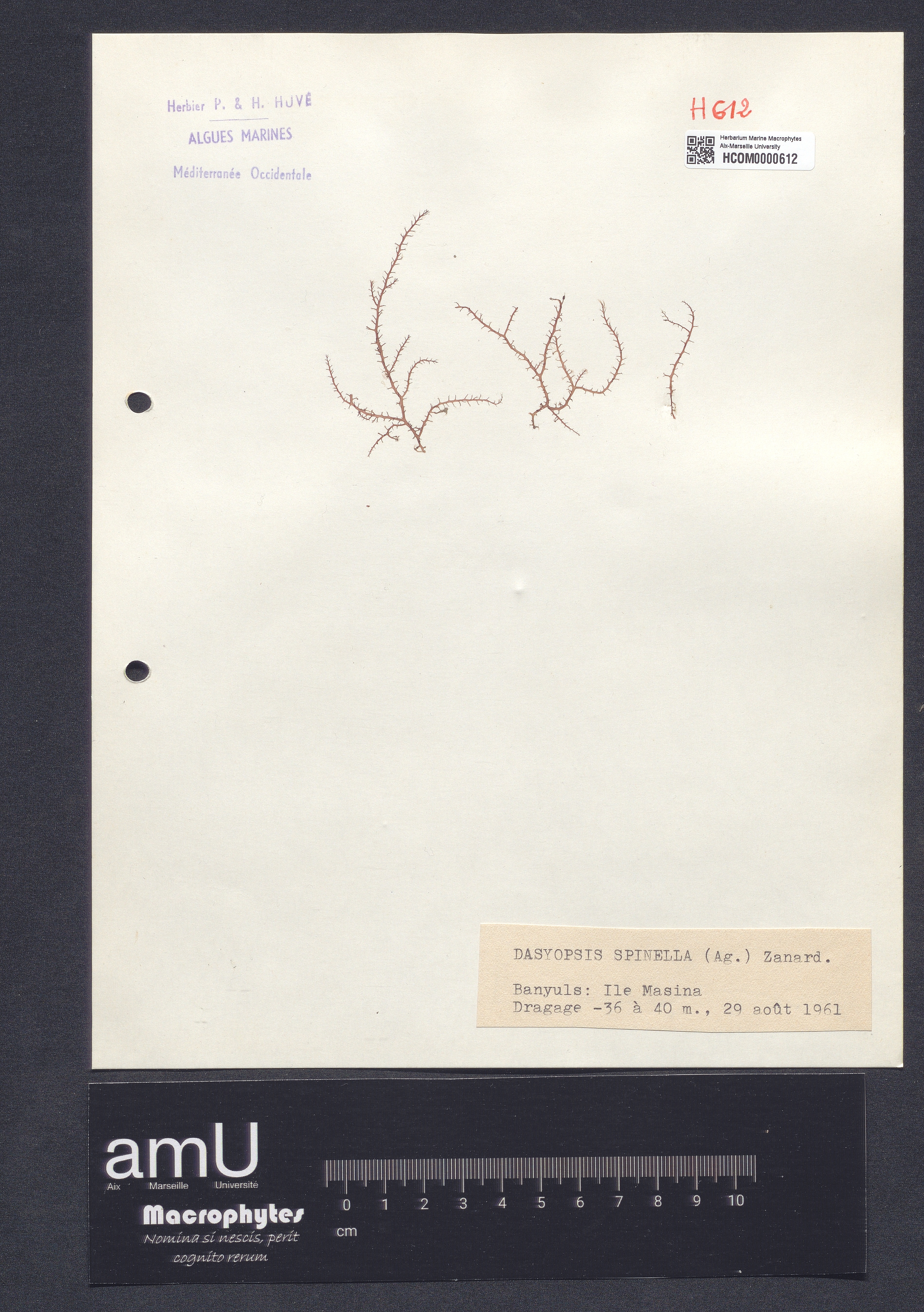 Dasyopsis spinella specimen
