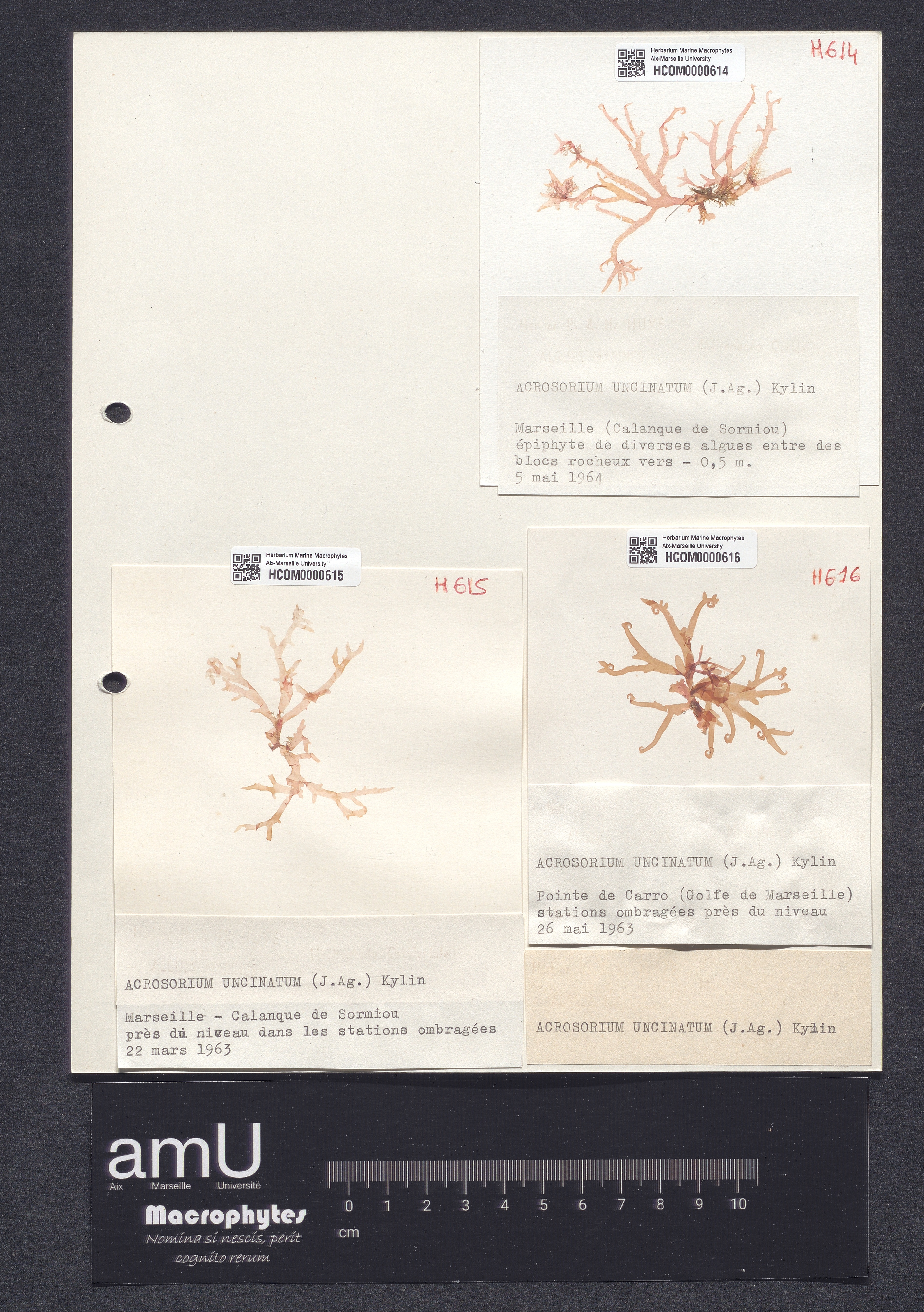Acrosorium uncinatum specimen