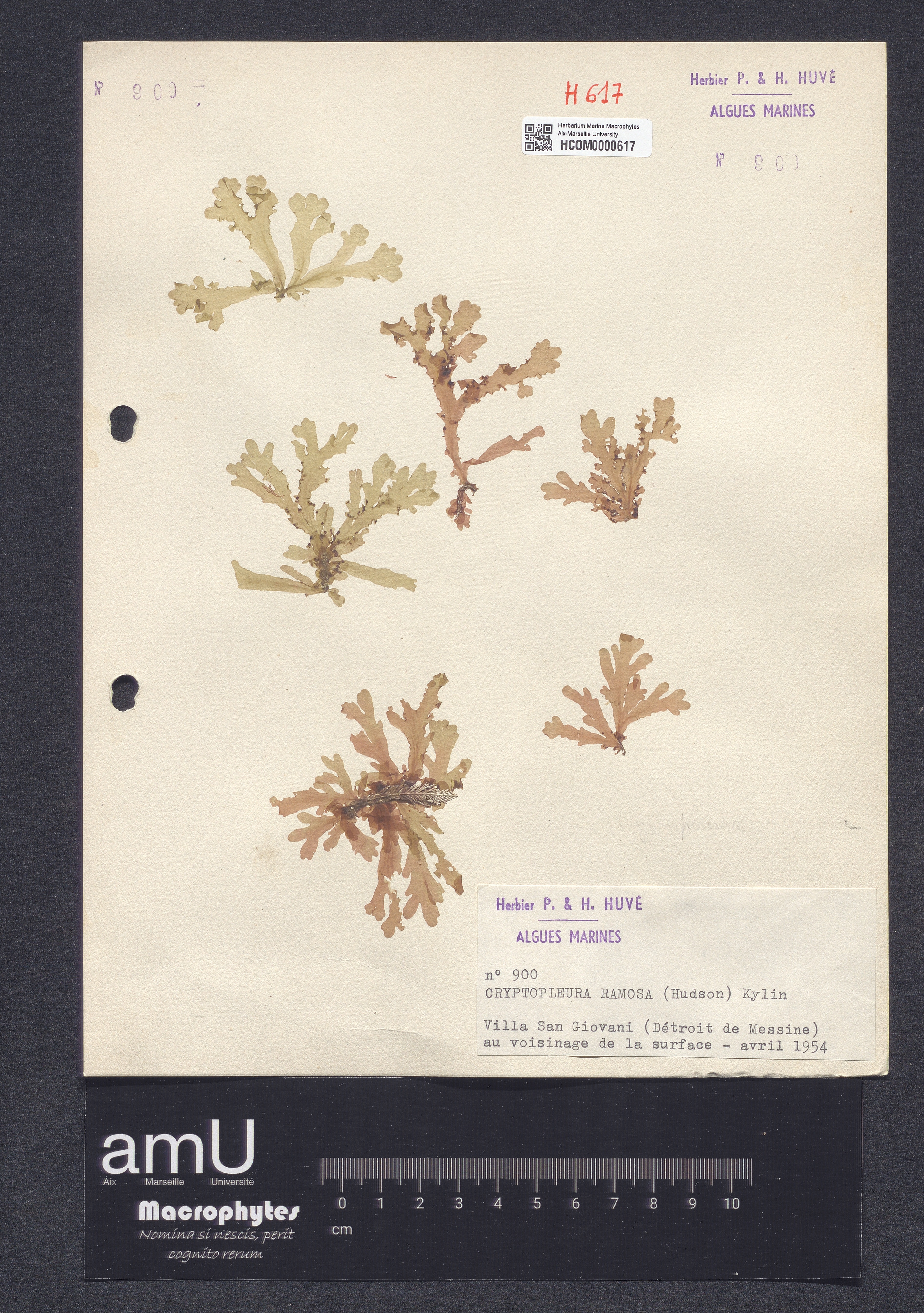 Cryptopleura ramosa specimen