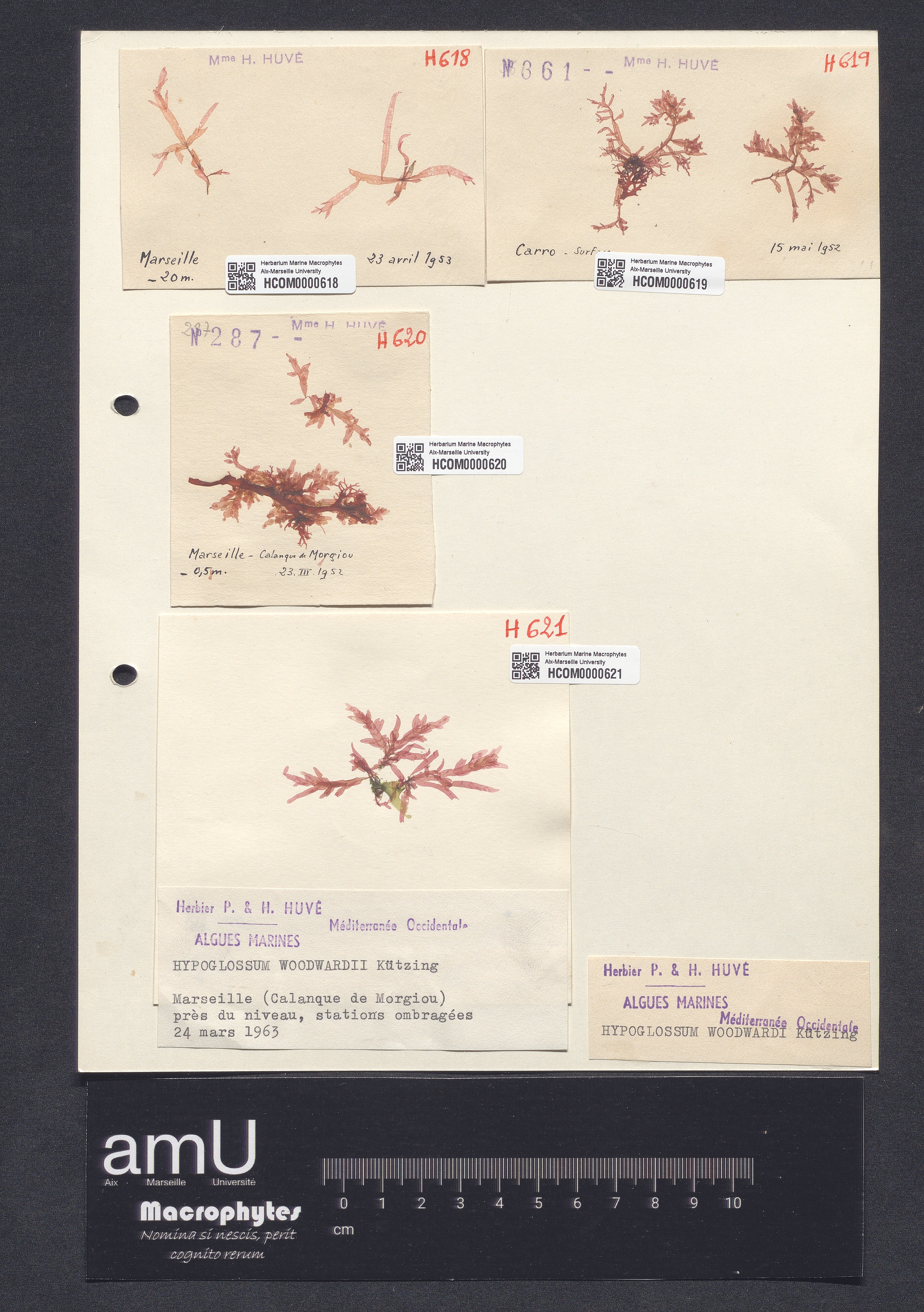 Hypoglossum woodwardii specimen