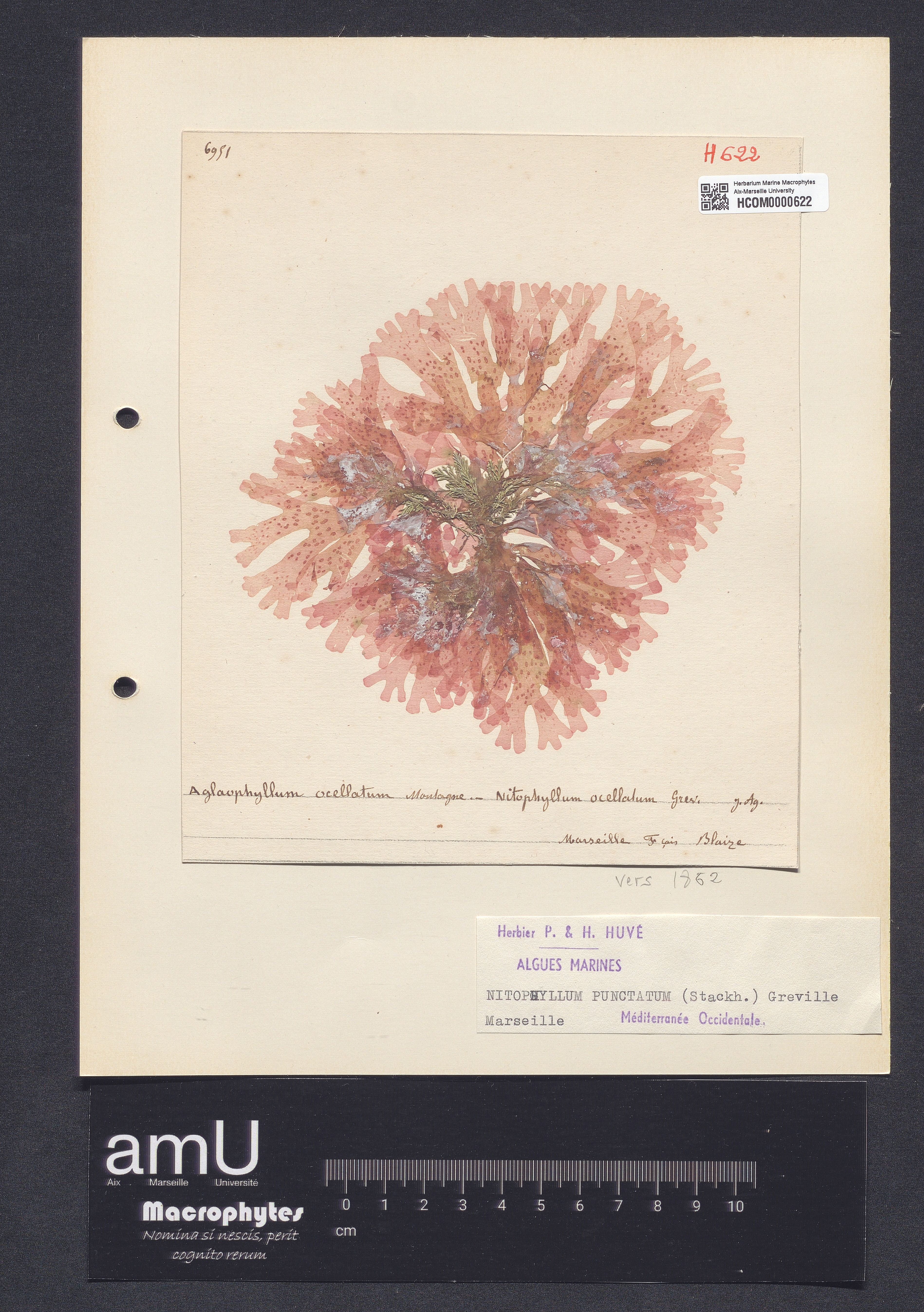 Nitophyllum punctatum specimen