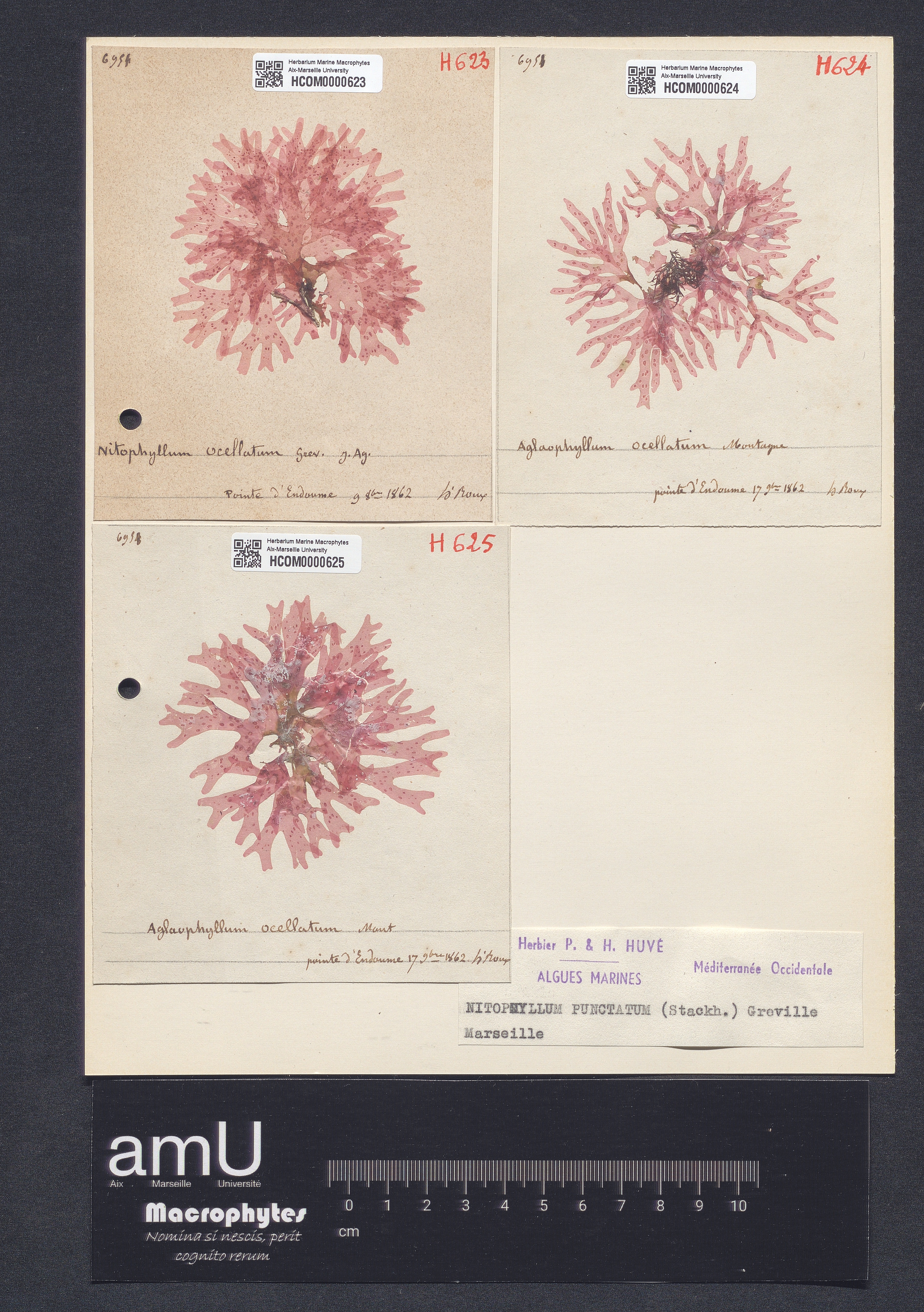 Nitophyllum punctatum specimen