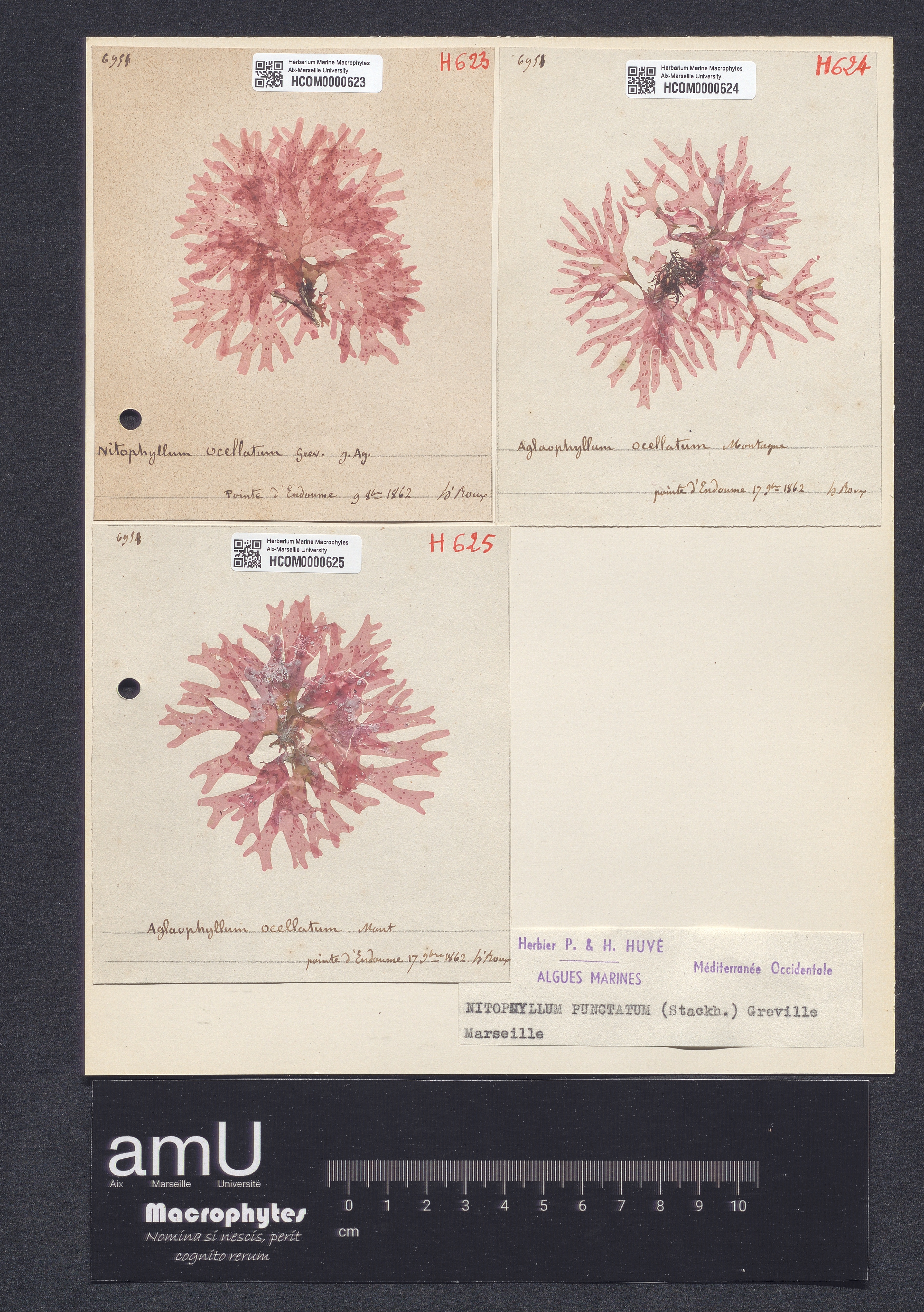Nitophyllum punctatum specimen