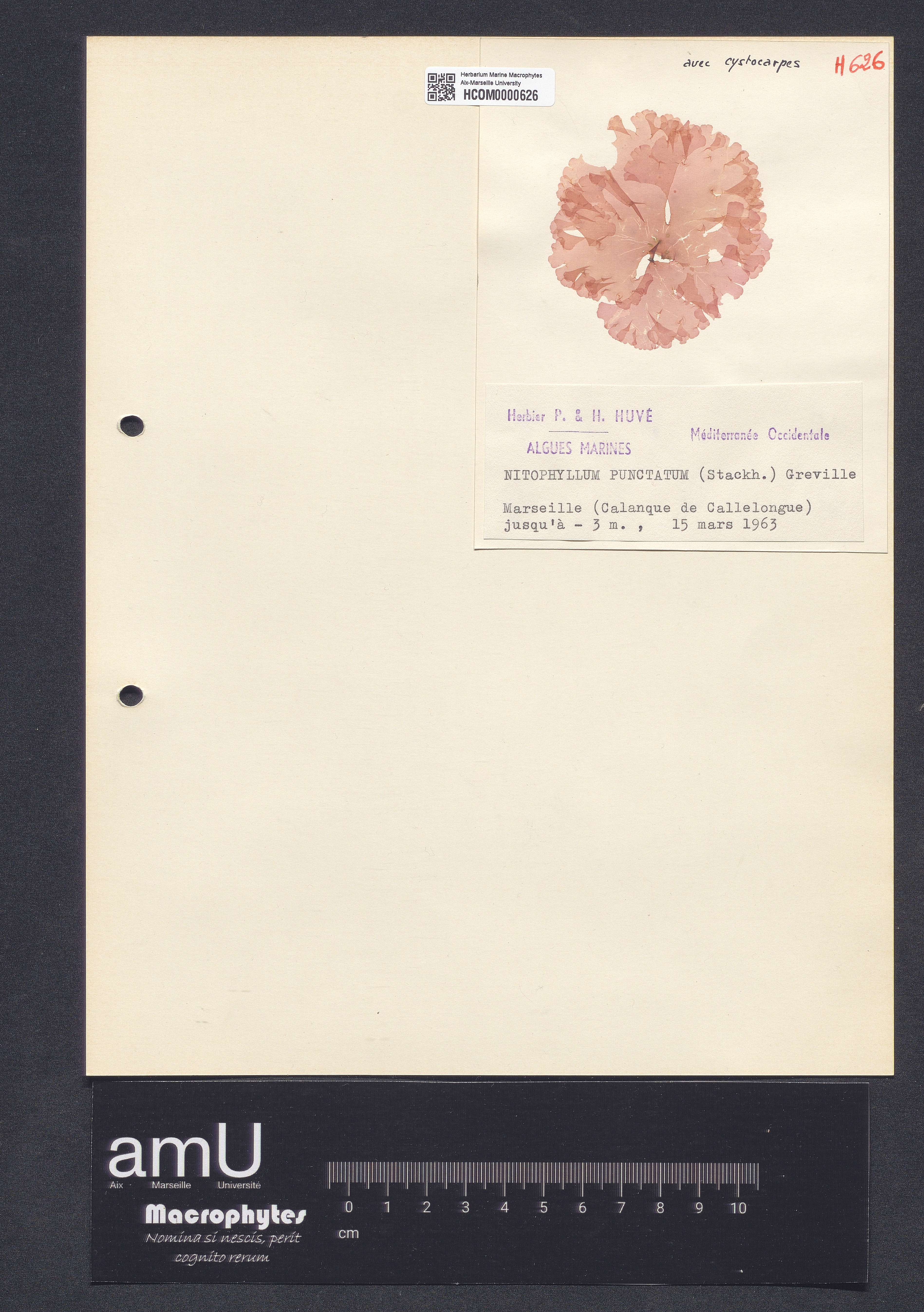 Nitophyllum punctatum specimen