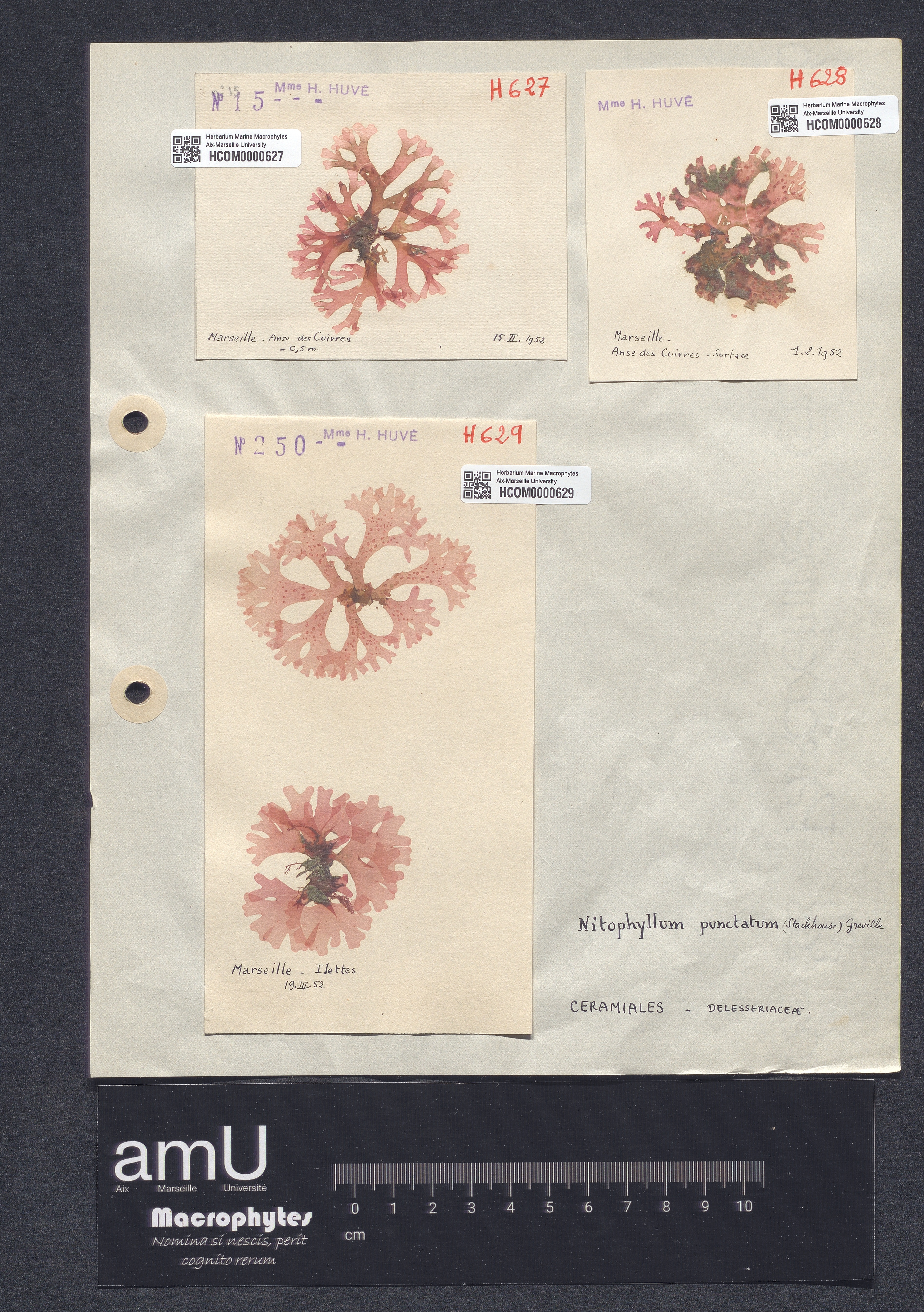 Nitophyllum punctatum specimen