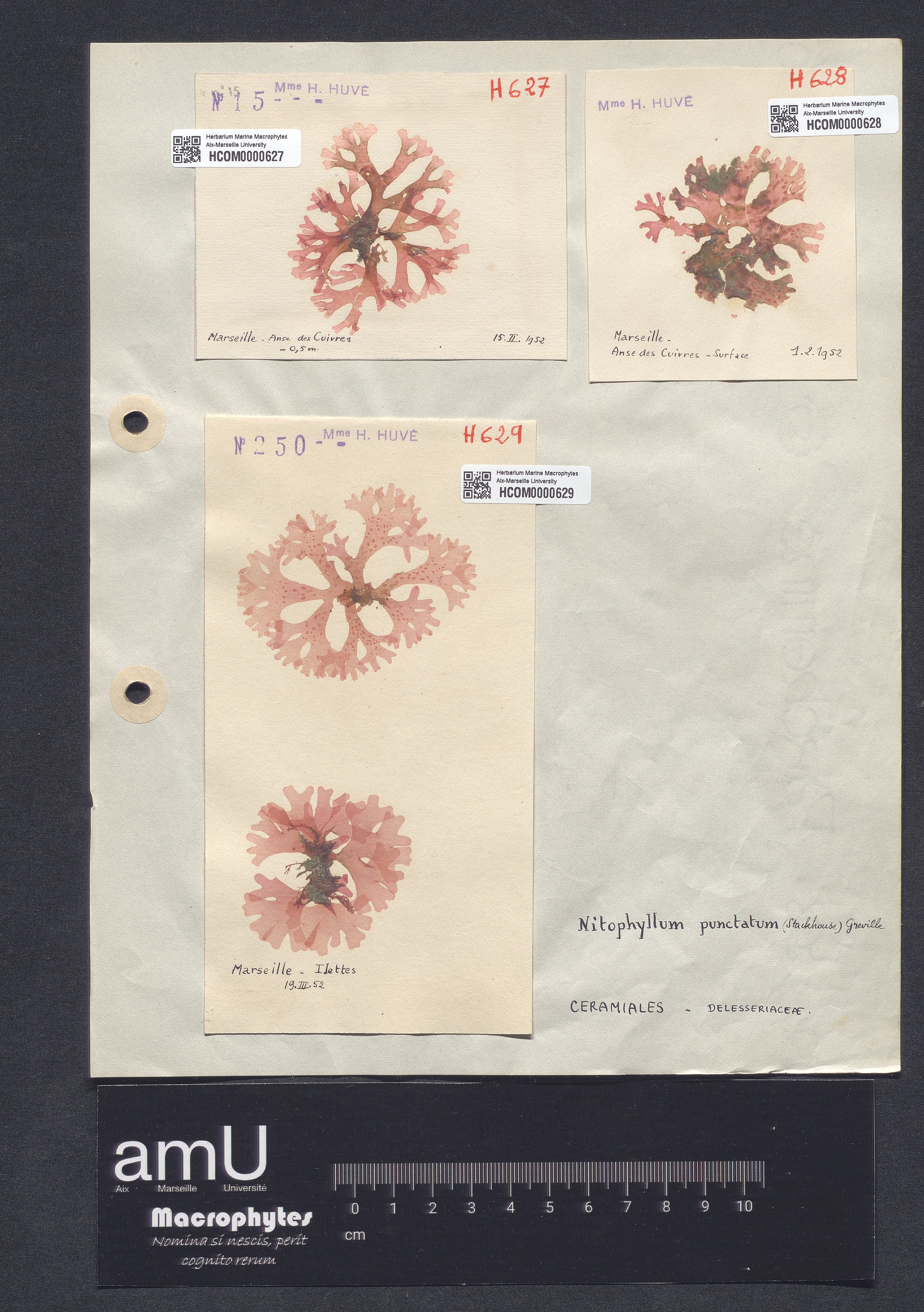 Nitophyllum punctatum specimen