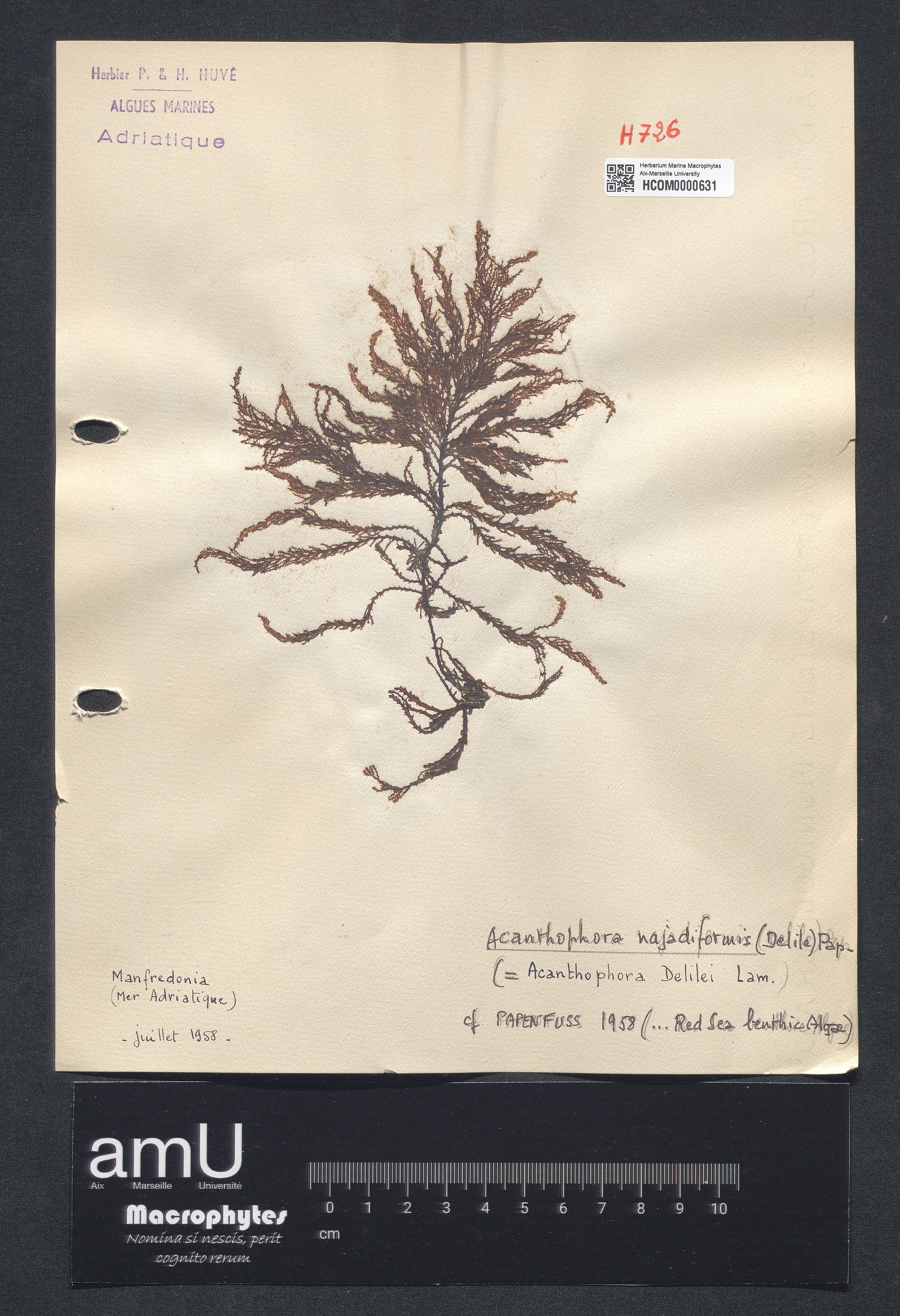 Acanthophora najadiformis specimen