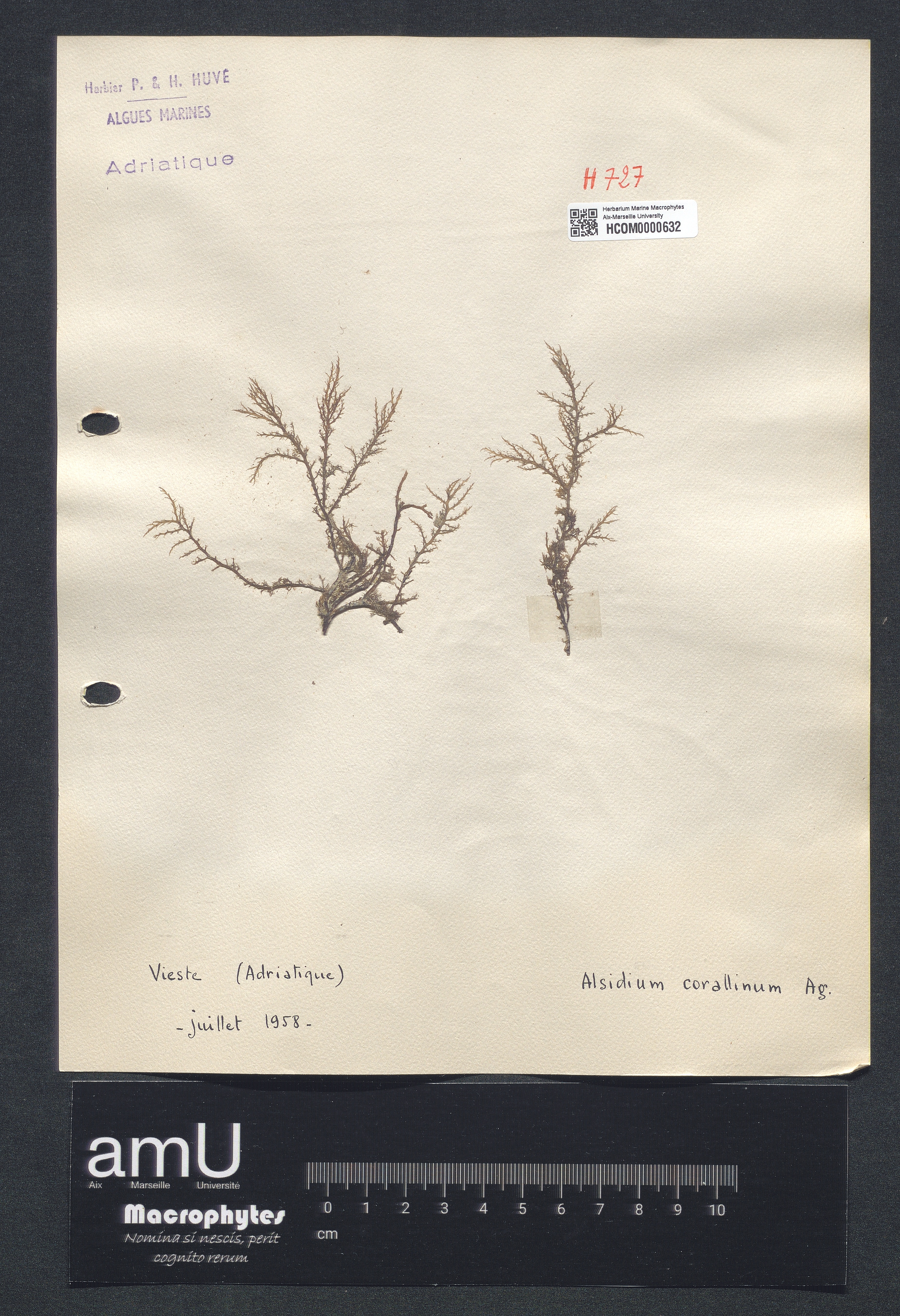 Alsidium corallinum specimen
