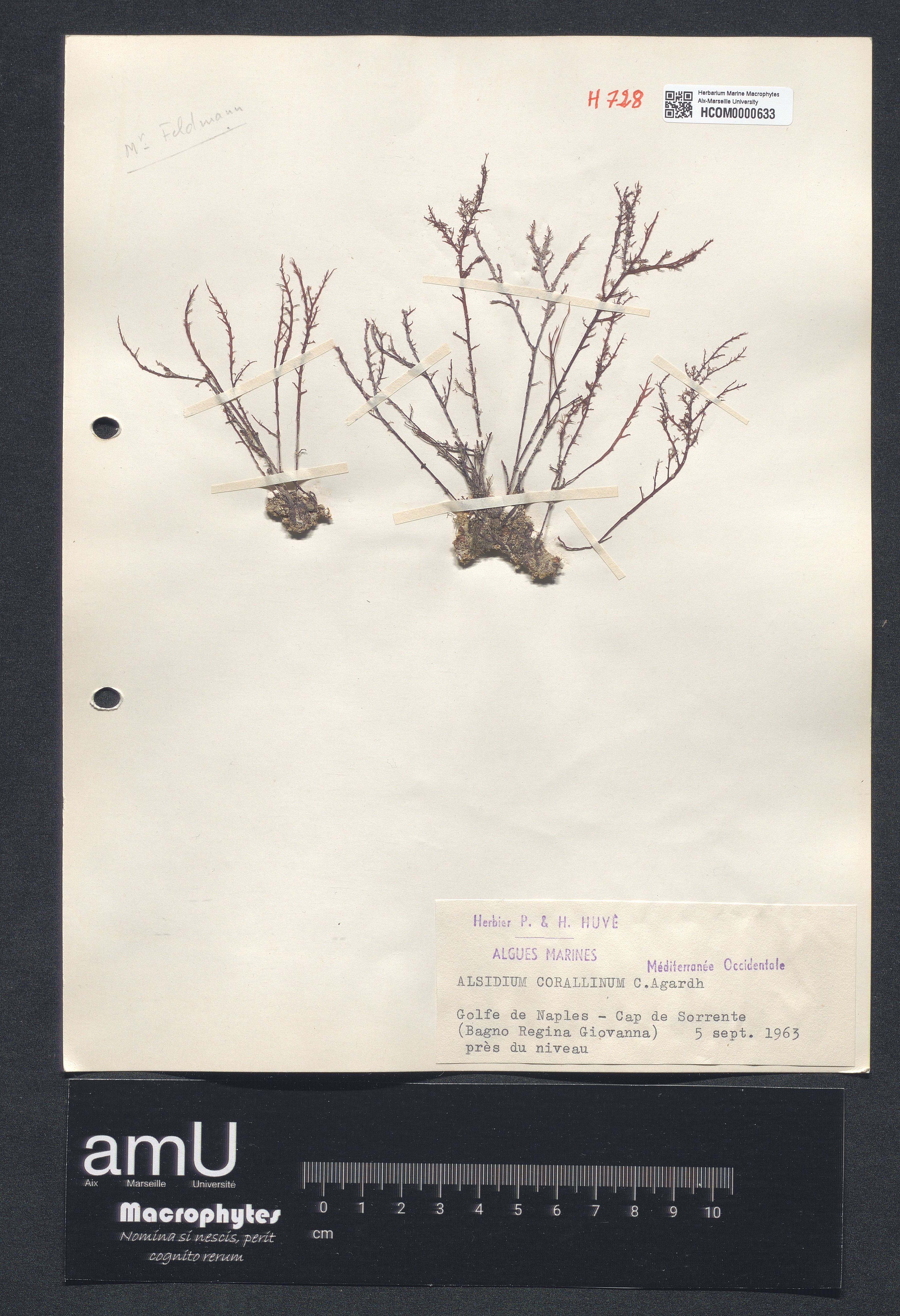 Alsidium corallinum specimen