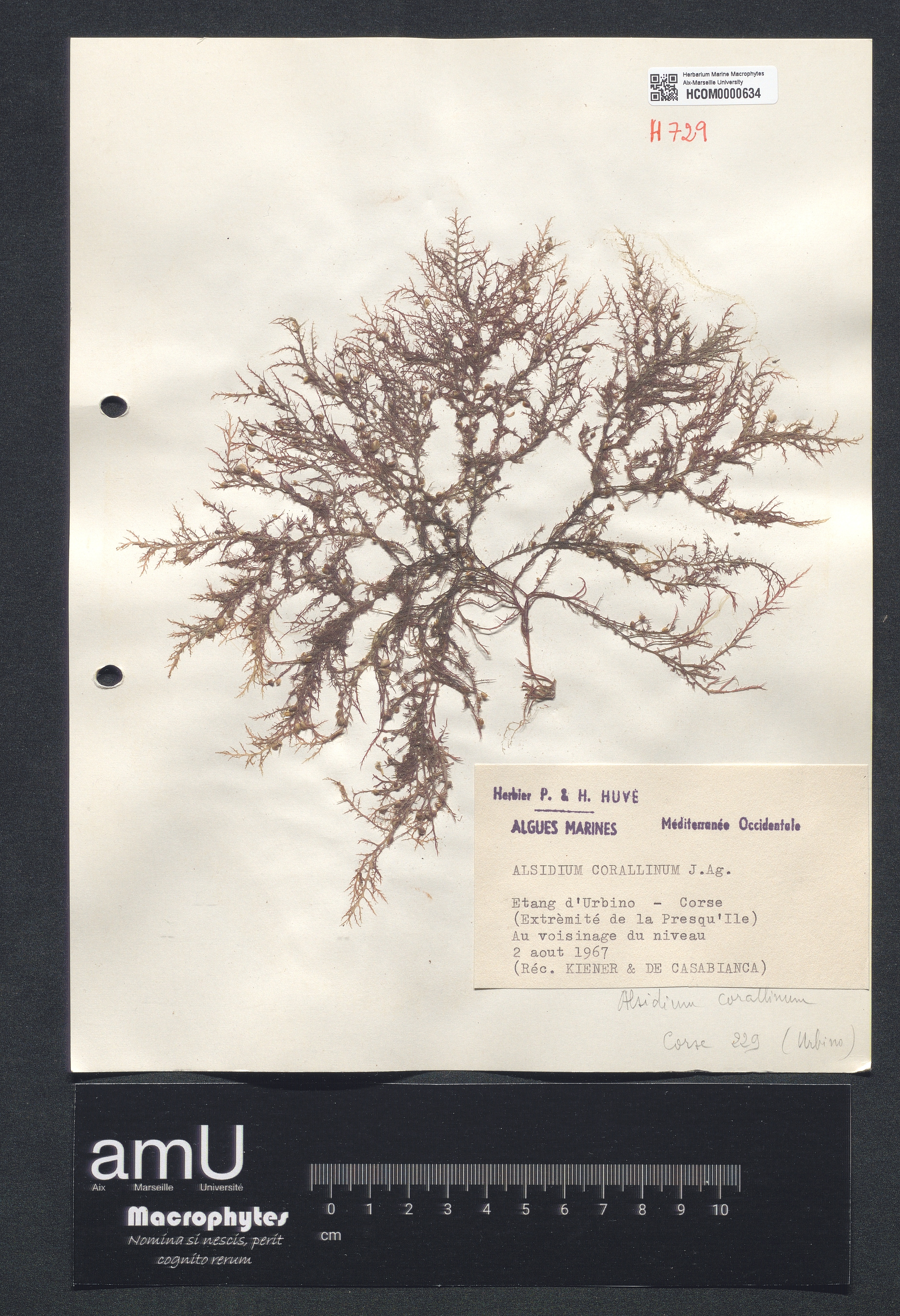 Alsidium corallinum specimen